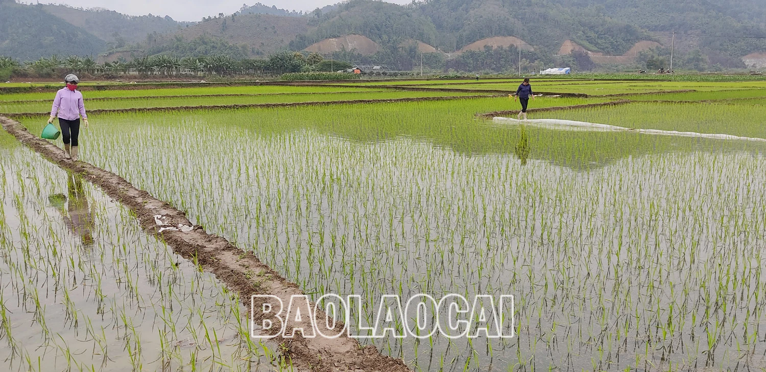 Không khí ra đồng làm đất chuẩn bị cho gieo cấy lúa xuân diễn ra nhộn nhịp trên các cánh đồng. Trên các cánh đồng của tỉnh, không khí xuống đồng hối hả, người chăm mạ, người be bờ, người lấy nước vào ruộng, chuẩn bị máy bừa ruộng. Những ngày này, trên các cánh đồng ở Bát Xát nhộn nhịp tiếng máy làm đất, tiếng các bà, các chị cấy lúa cười nói rộn rã, đông vui. Nông dân xã Tả Phời (thành phố Lào Cai) chăm sóc mạ chuẩn bị cấy lúa xuân. Năm nay thời tiết thuận lợi, cây mạ và lúa mới cấy phát triển tốt. Nông dân bón phân cho lúa sau cấy.