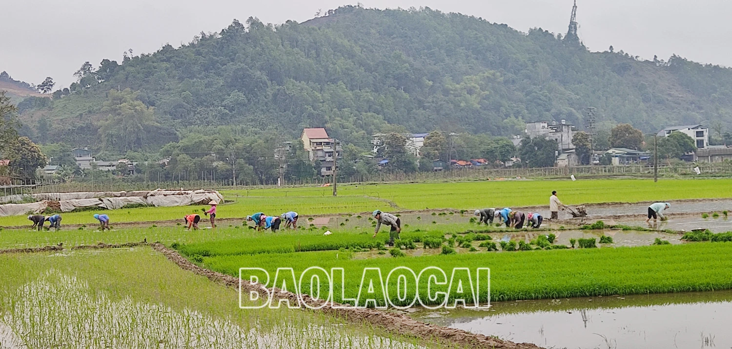 Không khí ra đồng làm đất chuẩn bị cho gieo cấy lúa xuân diễn ra nhộn nhịp trên các cánh đồng. Trên các cánh đồng của tỉnh, không khí xuống đồng hối hả, người chăm mạ, người be bờ, người lấy nước vào ruộng, chuẩn bị máy bừa ruộng. Những ngày này, trên các cánh đồng ở Bát Xát nhộn nhịp tiếng máy làm đất, tiếng các bà, các chị cấy lúa cười nói rộn rã, đông vui. Nông dân xã Tả Phời (thành phố Lào Cai) chăm sóc mạ chuẩn bị cấy lúa xuân. Năm nay thời tiết thuận lợi, cây mạ và lúa mới cấy phát triển tốt. Nông dân bón phân cho lúa sau cấy.