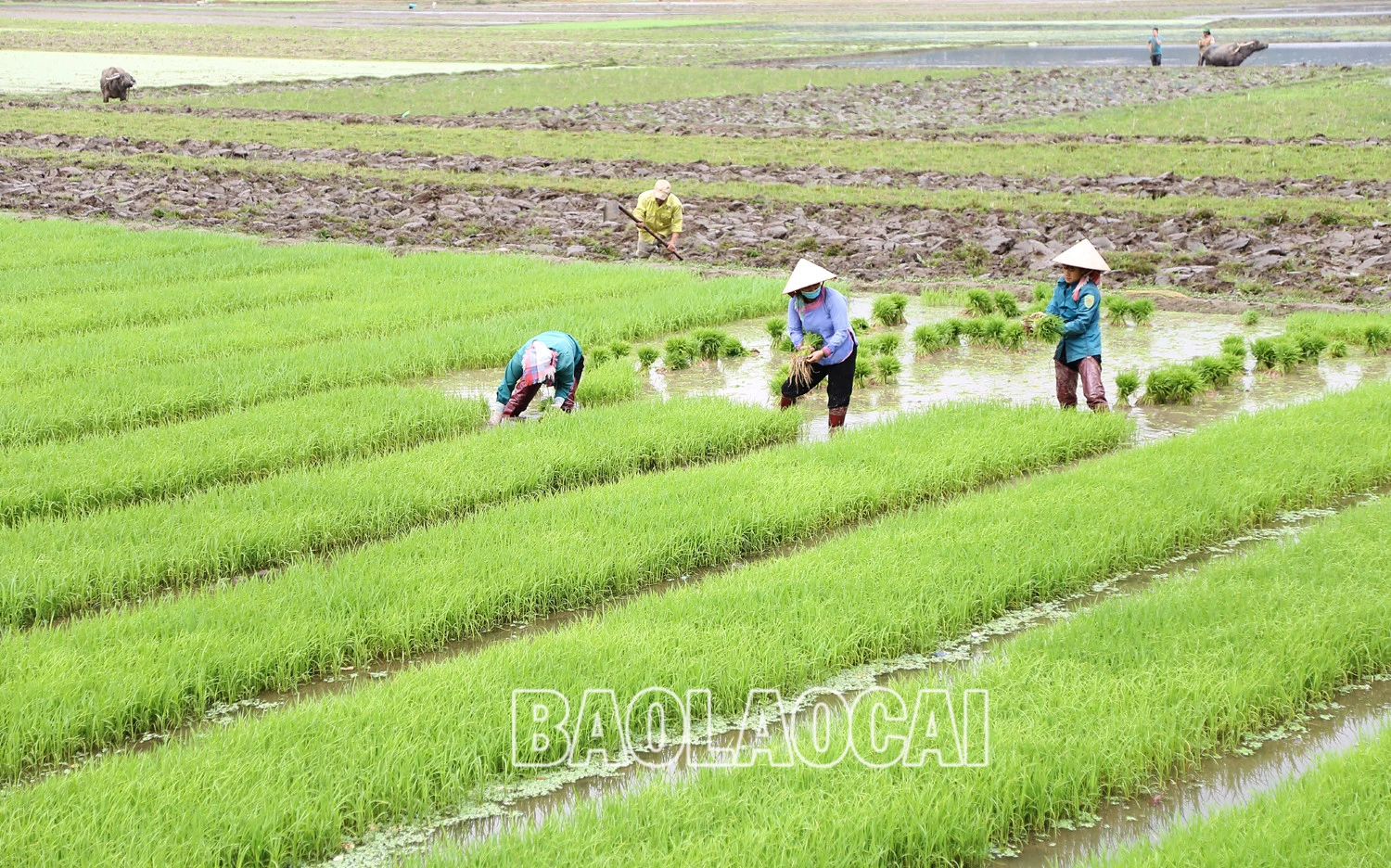 Không khí ra đồng làm đất chuẩn bị cho gieo cấy lúa xuân diễn ra nhộn nhịp trên các cánh đồng. Trên các cánh đồng của tỉnh, không khí xuống đồng hối hả, người chăm mạ, người be bờ, người lấy nước vào ruộng, chuẩn bị máy bừa ruộng. Những ngày này, trên các cánh đồng ở Bát Xát nhộn nhịp tiếng máy làm đất, tiếng các bà, các chị cấy lúa cười nói rộn rã, đông vui. Nông dân xã Tả Phời (thành phố Lào Cai) chăm sóc mạ chuẩn bị cấy lúa xuân. Năm nay thời tiết thuận lợi, cây mạ và lúa mới cấy phát triển tốt. Nông dân bón phân cho lúa sau cấy.