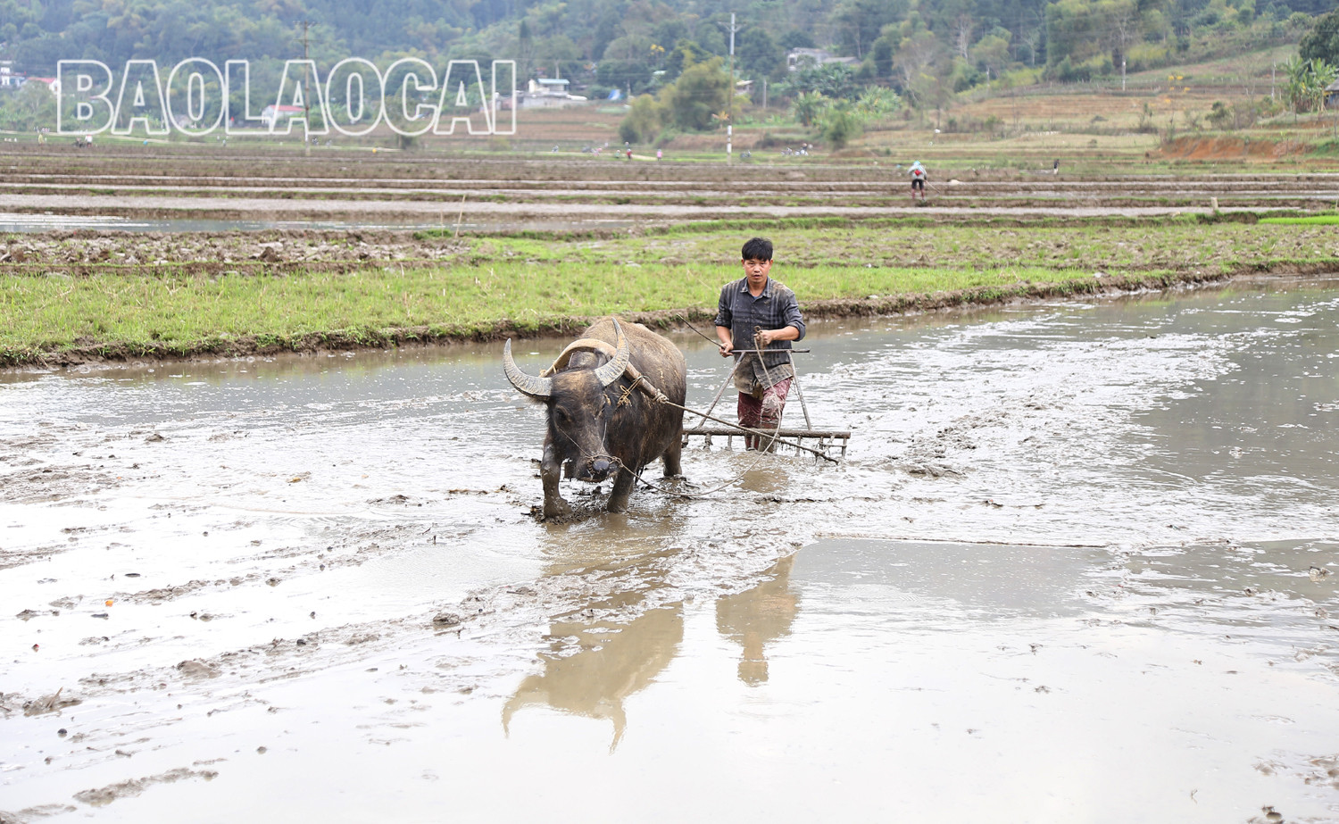 Không khí ra đồng làm đất chuẩn bị cho gieo cấy lúa xuân diễn ra nhộn nhịp trên các cánh đồng. Trên các cánh đồng của tỉnh, không khí xuống đồng hối hả, người chăm mạ, người be bờ, người lấy nước vào ruộng, chuẩn bị máy bừa ruộng. Những ngày này, trên các cánh đồng ở Bát Xát nhộn nhịp tiếng máy làm đất, tiếng các bà, các chị cấy lúa cười nói rộn rã, đông vui. Nông dân xã Tả Phời (thành phố Lào Cai) chăm sóc mạ chuẩn bị cấy lúa xuân. Năm nay thời tiết thuận lợi, cây mạ và lúa mới cấy phát triển tốt. Nông dân bón phân cho lúa sau cấy. Không khí ra đồng làm đất chuẩn bị cho gieo cấy lúa xuân diễn ra nhộn nhịp trên các cánh đồng. Trên các cánh đồng của tỉnh, không khí xuống đồng hối hả, người chăm mạ, người be bờ, người lấy nước vào ruộng, chuẩn bị máy bừa ruộng. Những ngày này, trên các cánh đồng ở Bát Xát nhộn nhịp tiếng máy làm đất, tiếng các bà, các chị cấy lúa cười nói rộn rã, đông vui. Nông dân xã Tả Phời (thành phố Lào Cai) chăm sóc mạ chuẩn bị cấy lúa xuân. Năm nay thời tiết thuận lợi, cây mạ và lúa mới cấy phát triển tốt. Nông dân bón phân cho lúa sau cấy.