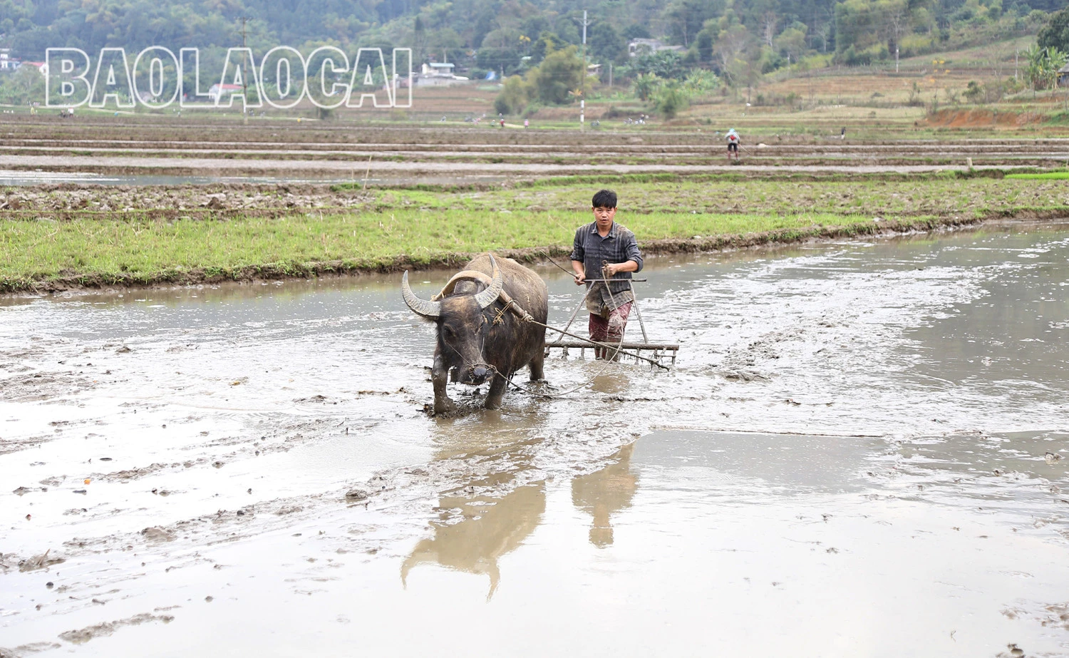 Không khí ra đồng làm đất chuẩn bị cho gieo cấy lúa xuân diễn ra nhộn nhịp trên các cánh đồng. Trên các cánh đồng của tỉnh, không khí xuống đồng hối hả, người chăm mạ, người be bờ, người lấy nước vào ruộng, chuẩn bị máy bừa ruộng. Những ngày này, trên các cánh đồng ở Bát Xát nhộn nhịp tiếng máy làm đất, tiếng các bà, các chị cấy lúa cười nói rộn rã, đông vui. Nông dân xã Tả Phời (thành phố Lào Cai) chăm sóc mạ chuẩn bị cấy lúa xuân. Năm nay thời tiết thuận lợi, cây mạ và lúa mới cấy phát triển tốt. Nông dân bón phân cho lúa sau cấy.