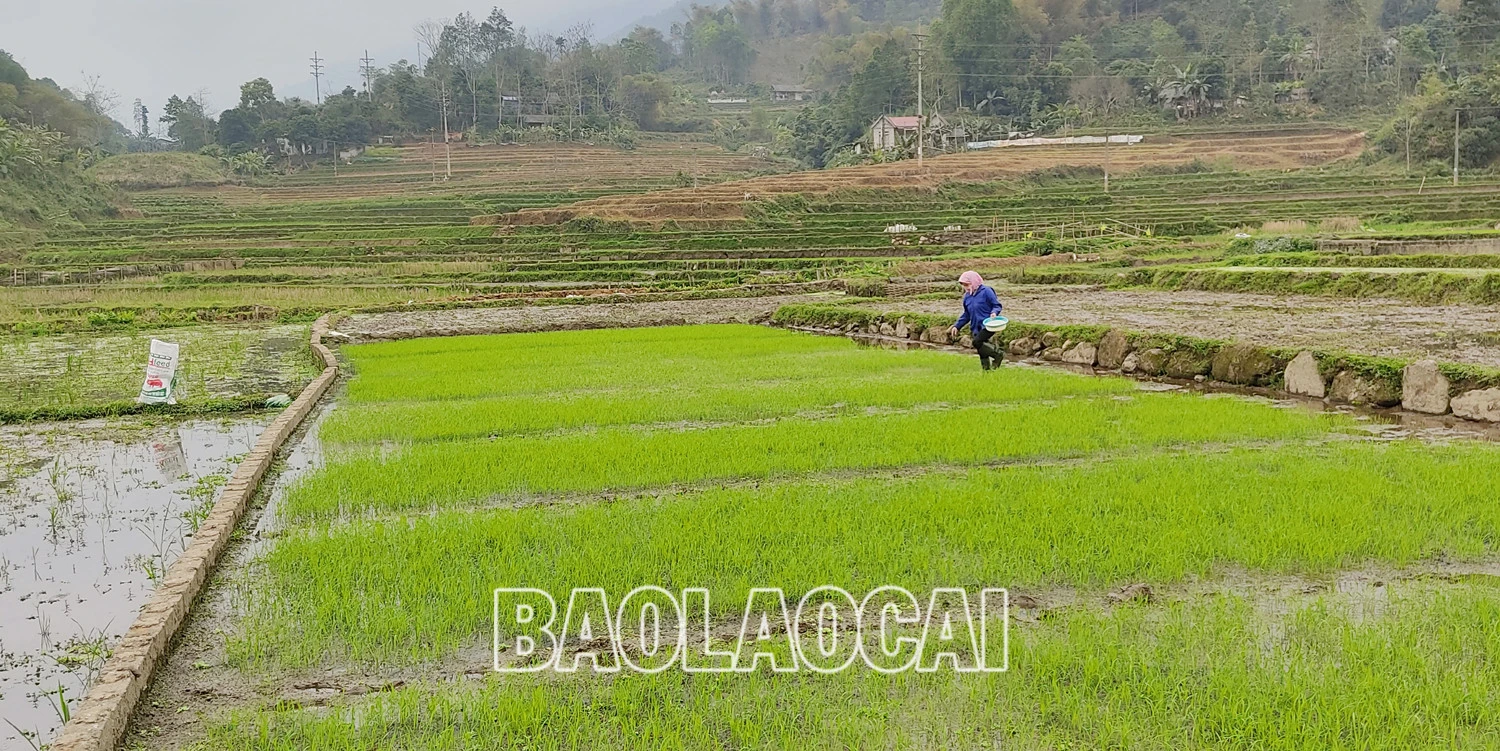Nông dân các địa phương hối hả xuống đồng gieo cấy lúa xuân ảnh 10
