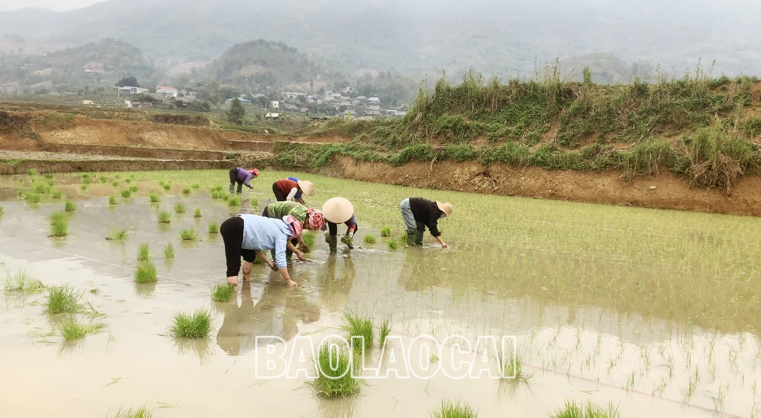 Không khí ra đồng làm đất chuẩn bị cho gieo cấy lúa xuân diễn ra nhộn nhịp trên các cánh đồng. Trên các cánh đồng của tỉnh, không khí xuống đồng hối hả, người chăm mạ, người be bờ, người lấy nước vào ruộng, chuẩn bị máy bừa ruộng. Những ngày này, trên các cánh đồng ở Bát Xát nhộn nhịp tiếng máy làm đất, tiếng các bà, các chị cấy lúa cười nói rộn rã, đông vui. Nông dân xã Tả Phời (thành phố Lào Cai) chăm sóc mạ chuẩn bị cấy lúa xuân. Năm nay thời tiết thuận lợi, cây mạ và lúa mới cấy phát triển tốt. Nông dân bón phân cho lúa sau cấy.