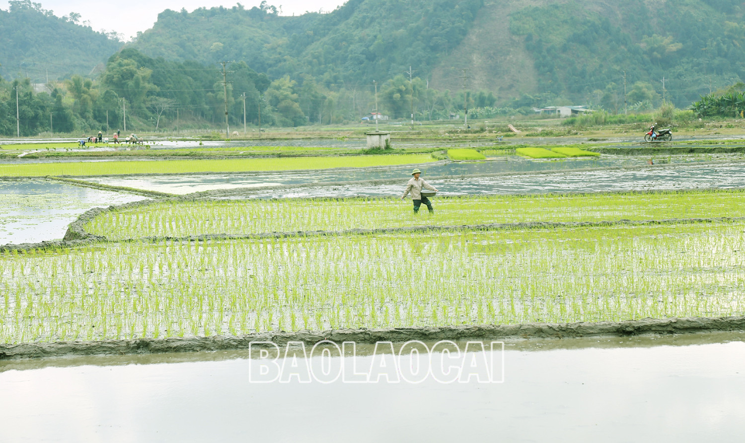 Không khí ra đồng làm đất chuẩn bị cho gieo cấy lúa xuân diễn ra nhộn nhịp trên các cánh đồng. Trên các cánh đồng của tỉnh, không khí xuống đồng hối hả, người chăm mạ, người be bờ, người lấy nước vào ruộng, chuẩn bị máy bừa ruộng. Những ngày này, trên các cánh đồng ở Bát Xát nhộn nhịp tiếng máy làm đất, tiếng các bà, các chị cấy lúa cười nói rộn rã, đông vui. Nông dân xã Tả Phời (thành phố Lào Cai) chăm sóc mạ chuẩn bị cấy lúa xuân. Năm nay thời tiết thuận lợi, cây mạ và lúa mới cấy phát triển tốt. Nông dân bón phân cho lúa sau cấy. Không khí ra đồng làm đất chuẩn bị cho gieo cấy lúa xuân diễn ra nhộn nhịp trên các cánh đồng. Trên các cánh đồng của tỉnh, không khí xuống đồng hối hả, người chăm mạ, người be bờ, người lấy nước vào ruộng, chuẩn bị máy bừa ruộng. Những ngày này, trên các cánh đồng ở Bát Xát nhộn nhịp tiếng máy làm đất, tiếng các bà, các chị cấy lúa cười nói rộn rã, đông vui. Nông dân xã Tả Phời (thành phố Lào Cai) chăm sóc mạ chuẩn bị cấy lúa xuân. Năm nay thời tiết thuận lợi, cây mạ và lúa mới cấy phát triển tốt. Nông dân bón phân cho lúa sau cấy.