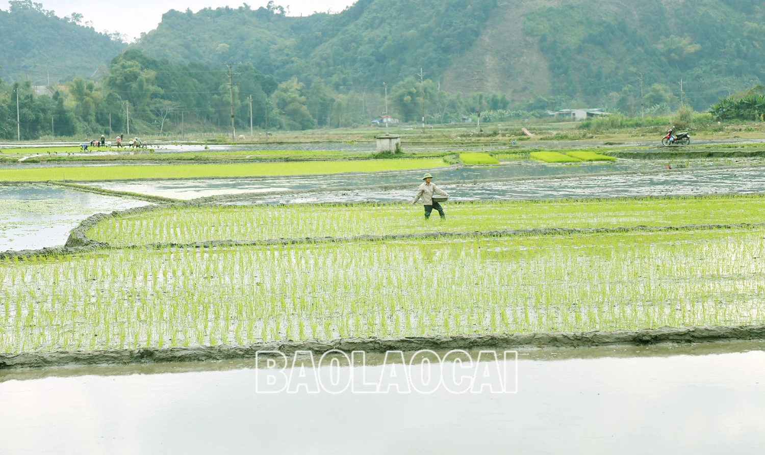 Không khí ra đồng làm đất chuẩn bị cho gieo cấy lúa xuân diễn ra nhộn nhịp trên các cánh đồng. Trên các cánh đồng của tỉnh, không khí xuống đồng hối hả, người chăm mạ, người be bờ, người lấy nước vào ruộng, chuẩn bị máy bừa ruộng. Những ngày này, trên các cánh đồng ở Bát Xát nhộn nhịp tiếng máy làm đất, tiếng các bà, các chị cấy lúa cười nói rộn rã, đông vui. Nông dân xã Tả Phời (thành phố Lào Cai) chăm sóc mạ chuẩn bị cấy lúa xuân. Năm nay thời tiết thuận lợi, cây mạ và lúa mới cấy phát triển tốt. Nông dân bón phân cho lúa sau cấy.