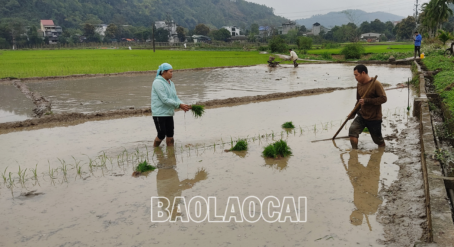 Không khí ra đồng làm đất chuẩn bị cho gieo cấy lúa xuân diễn ra nhộn nhịp trên các cánh đồng. Trên các cánh đồng của tỉnh, không khí xuống đồng hối hả, người chăm mạ, người be bờ, người lấy nước vào ruộng, chuẩn bị máy bừa ruộng. Những ngày này, trên các cánh đồng ở Bát Xát nhộn nhịp tiếng máy làm đất, tiếng các bà, các chị cấy lúa cười nói rộn rã, đông vui. Nông dân xã Tả Phời (thành phố Lào Cai) chăm sóc mạ chuẩn bị cấy lúa xuân. Năm nay thời tiết thuận lợi, cây mạ và lúa mới cấy phát triển tốt. Nông dân bón phân cho lúa sau cấy. Không khí ra đồng làm đất chuẩn bị cho gieo cấy lúa xuân diễn ra nhộn nhịp trên các cánh đồng. Trên các cánh đồng của tỉnh, không khí xuống đồng hối hả, người chăm mạ, người be bờ, người lấy nước vào ruộng, chuẩn bị máy bừa ruộng. Những ngày này, trên các cánh đồng ở Bát Xát nhộn nhịp tiếng máy làm đất, tiếng các bà, các chị cấy lúa cười nói rộn rã, đông vui. Nông dân xã Tả Phời (thành phố Lào Cai) chăm sóc mạ chuẩn bị cấy lúa xuân. Năm nay thời tiết thuận lợi, cây mạ và lúa mới cấy phát triển tốt. Nông dân bón phân cho lúa sau cấy.