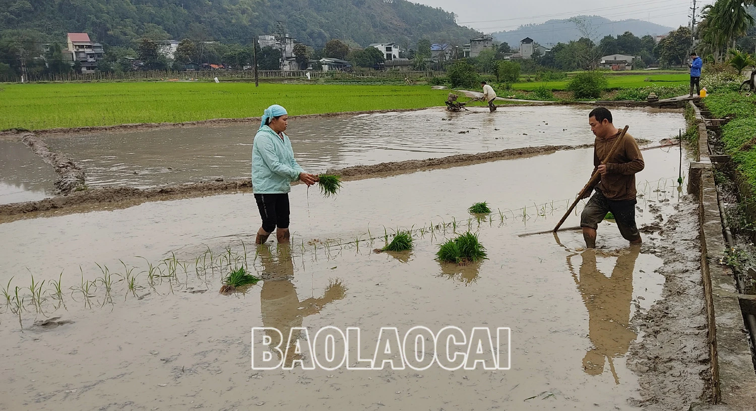 Không khí ra đồng làm đất chuẩn bị cho gieo cấy lúa xuân diễn ra nhộn nhịp trên các cánh đồng. Trên các cánh đồng của tỉnh, không khí xuống đồng hối hả, người chăm mạ, người be bờ, người lấy nước vào ruộng, chuẩn bị máy bừa ruộng. Những ngày này, trên các cánh đồng ở Bát Xát nhộn nhịp tiếng máy làm đất, tiếng các bà, các chị cấy lúa cười nói rộn rã, đông vui. Nông dân xã Tả Phời (thành phố Lào Cai) chăm sóc mạ chuẩn bị cấy lúa xuân. Năm nay thời tiết thuận lợi, cây mạ và lúa mới cấy phát triển tốt. Nông dân bón phân cho lúa sau cấy.
