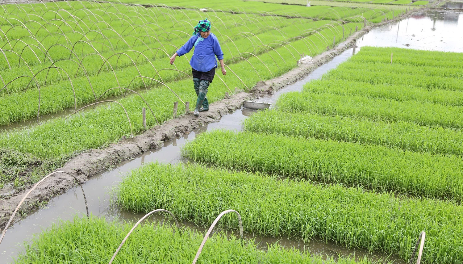 Không khí ra đồng làm đất chuẩn bị cho gieo cấy lúa xuân diễn ra nhộn nhịp trên các cánh đồng. Trên các cánh đồng của tỉnh, không khí xuống đồng hối hả, người chăm mạ, người be bờ, người lấy nước vào ruộng, chuẩn bị máy bừa ruộng. Những ngày này, trên các cánh đồng ở Bát Xát nhộn nhịp tiếng máy làm đất, tiếng các bà, các chị cấy lúa cười nói rộn rã, đông vui. Nông dân xã Tả Phời (thành phố Lào Cai) chăm sóc mạ chuẩn bị cấy lúa xuân. Năm nay thời tiết thuận lợi, cây mạ và lúa mới cấy phát triển tốt. Nông dân bón phân cho lúa sau cấy.