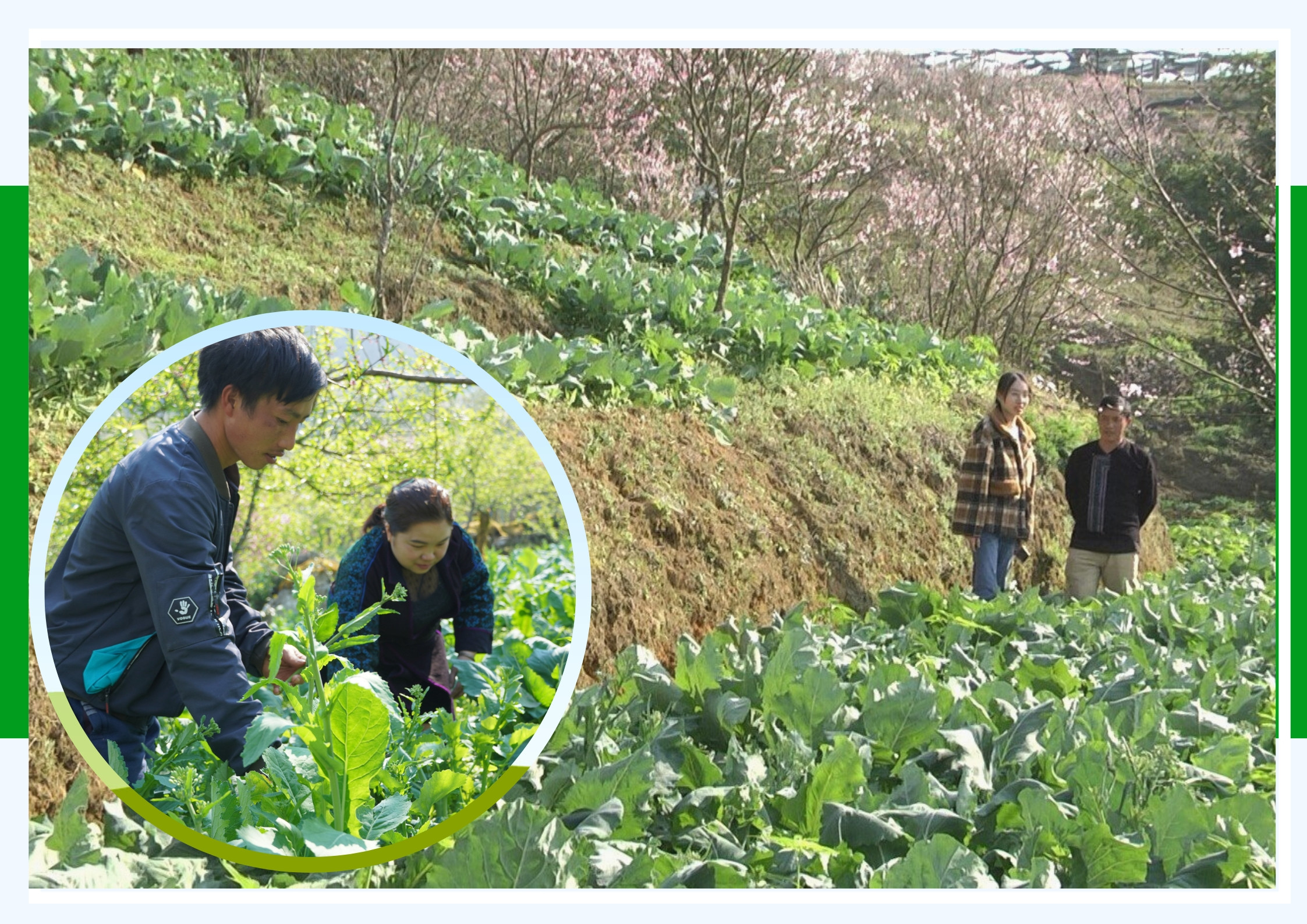 Giá rau Sa Pa giảm, tiêu thụ chậm ảnh 1