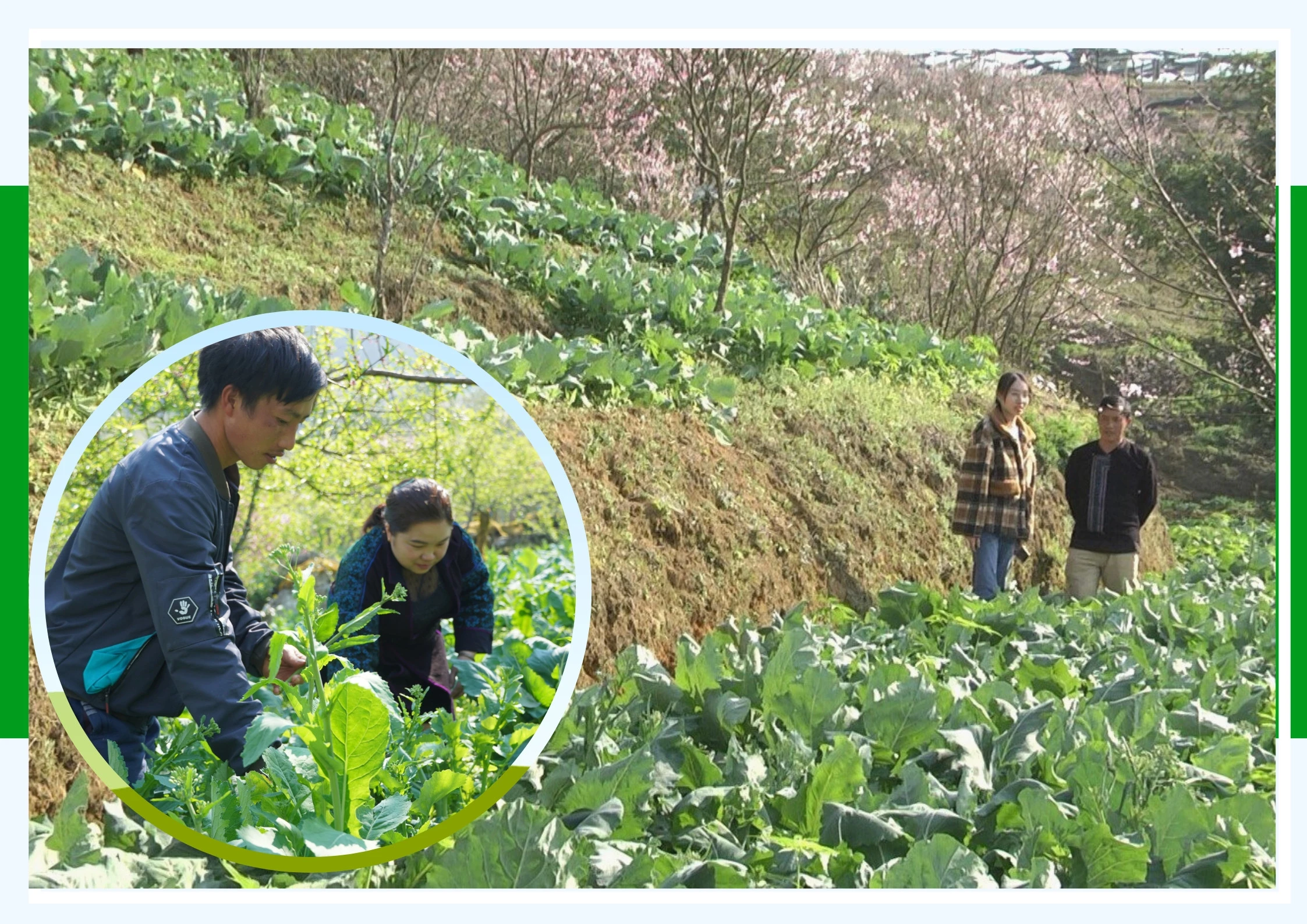 Giá rau Sa Pa giảm, tiêu thụ chậm ảnh 1