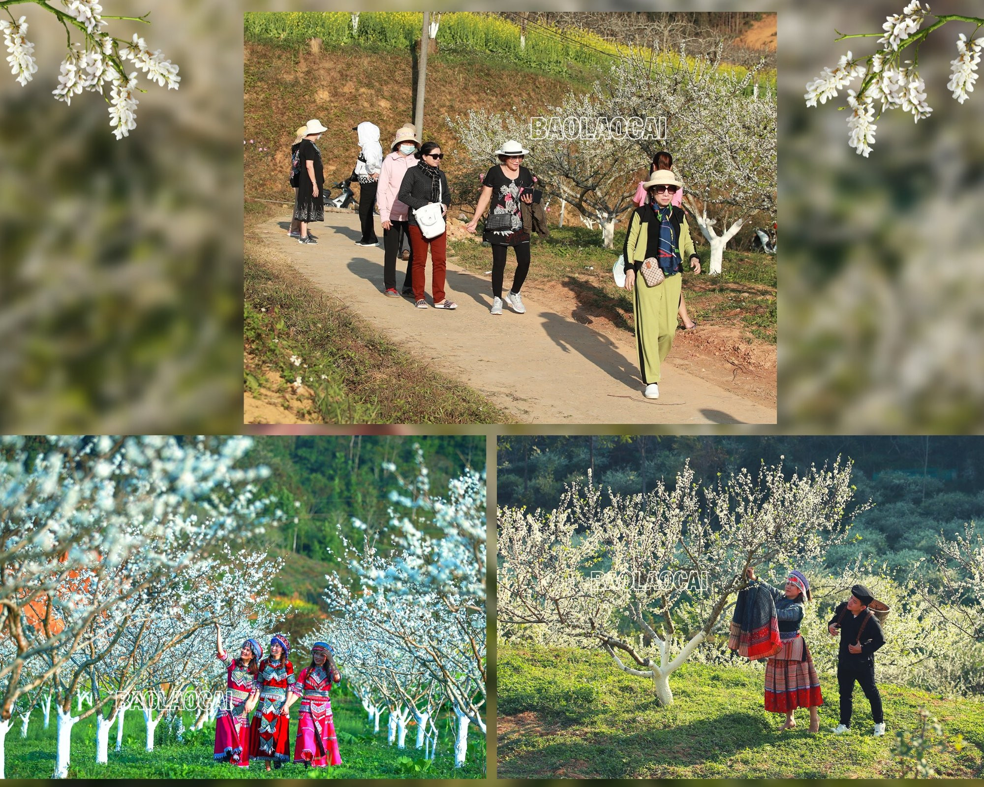 Bắc Hà mùa hoa mận nở tạo nên bức tranh phong cảnh thiên nhiên tuyệt đẹp. Ảnh: Dương Toản Hoa mận bên những nóc nhà của đồng bào người Mông. Trên cao nguyên Bắc Hà hoa mận nở nhiều ở thung lũng Tà Chải, Lầu Thí Ngài và trên vùng cao Bản Phố, Tả Van Chư… Thiếu nữ vùng cao du xuân mùa hoa mận nở. Sắc hoa tinh khôi phủ trắng núi rừng. Vẻ đẹp tinh khôi của hoa mận thu hút hàng nghìn lượt du khách đến chiêm ngưỡng.