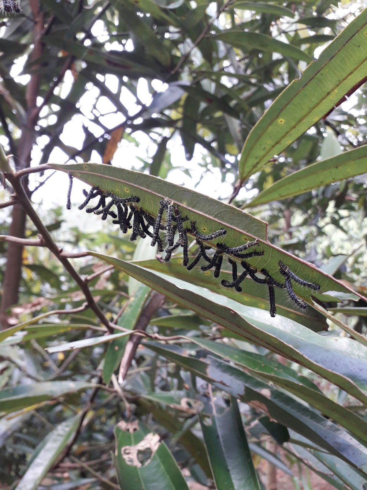 Khẩn trương phòng trừ sâu, bệnh hại trên cây quế ảnh 1 Khẩn trương phòng trừ sâu, bệnh hại trên cây quế ảnh 1