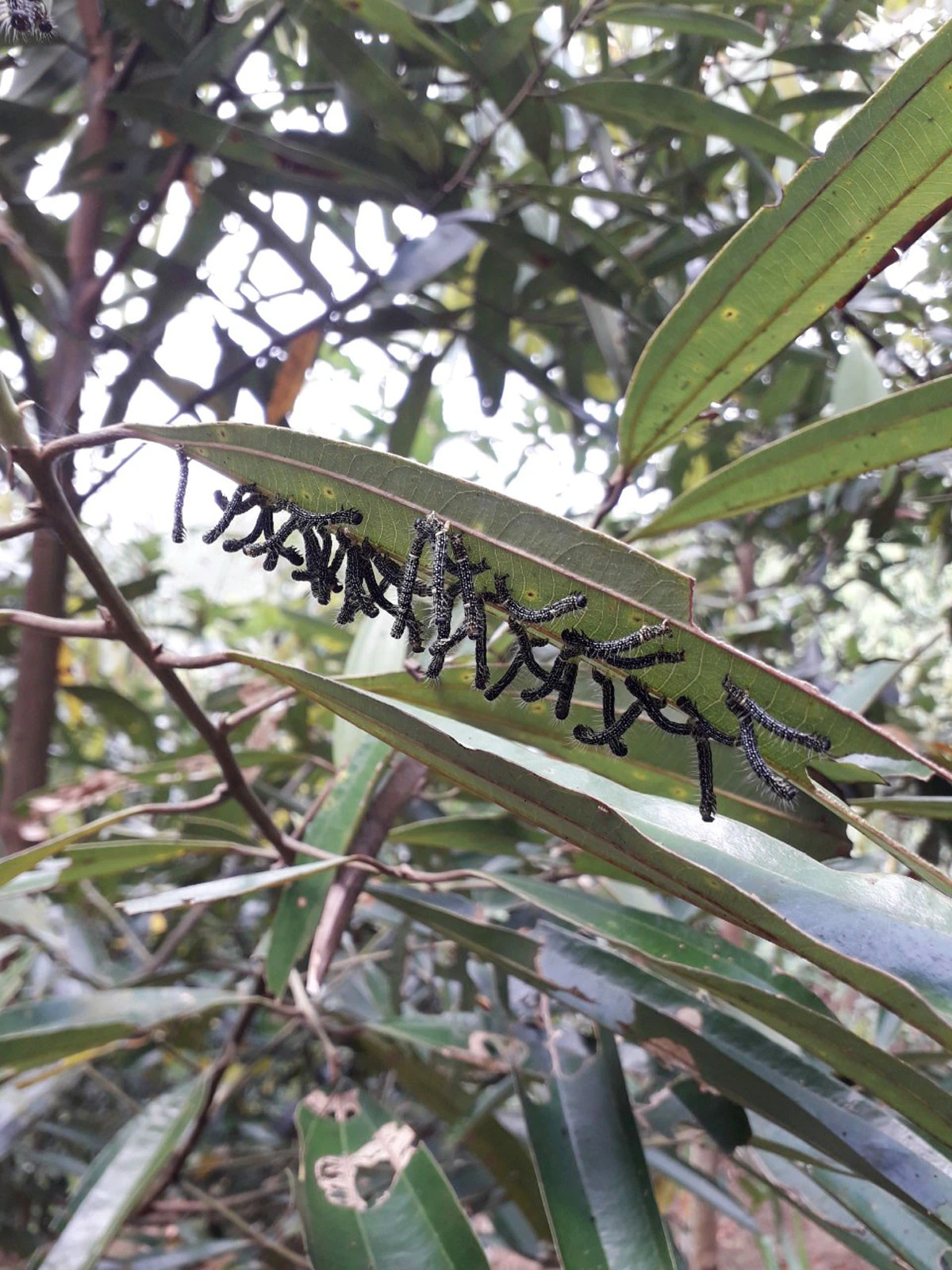 Khẩn trương phòng trừ sâu, bệnh hại trên cây quế ảnh 1