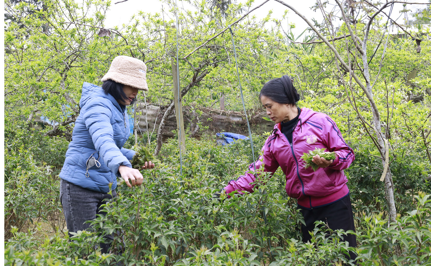 Mô hình trồng ngũ gia bì hương dưới tán mận của gia đình chị Sin Thị Thu cho hiệu quả kinh tế cao.