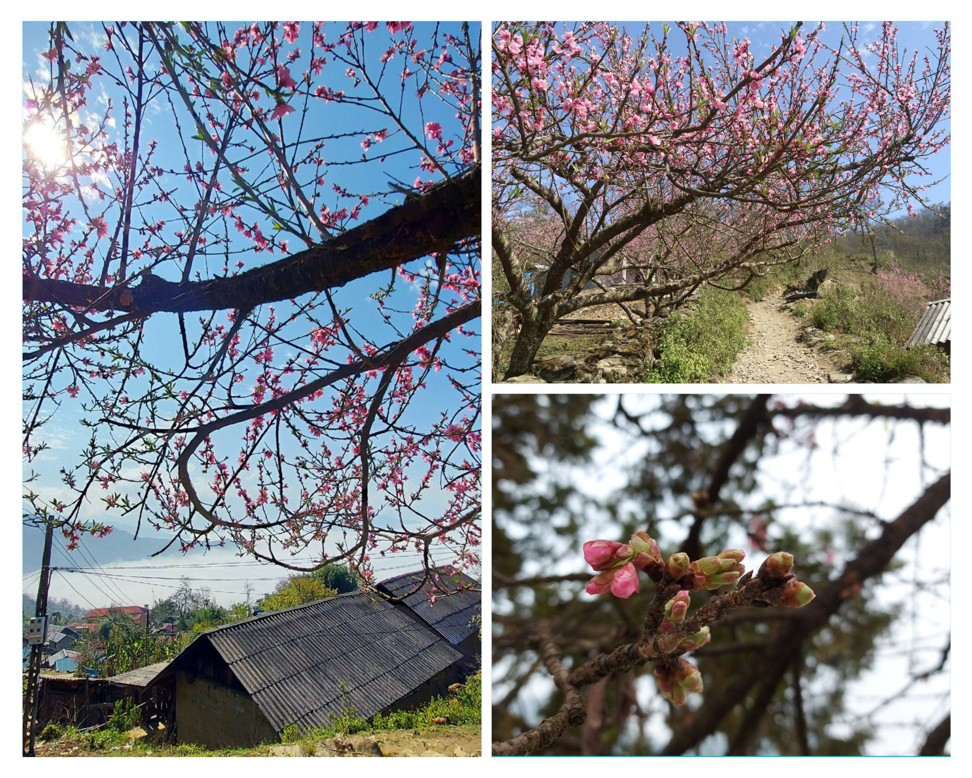 Hoa đào bung nở trên vùng cao Y Tý chào đón xuân sang. Hoa đào bung nở trên vùng cao Y Tý chào đón xuân sang.