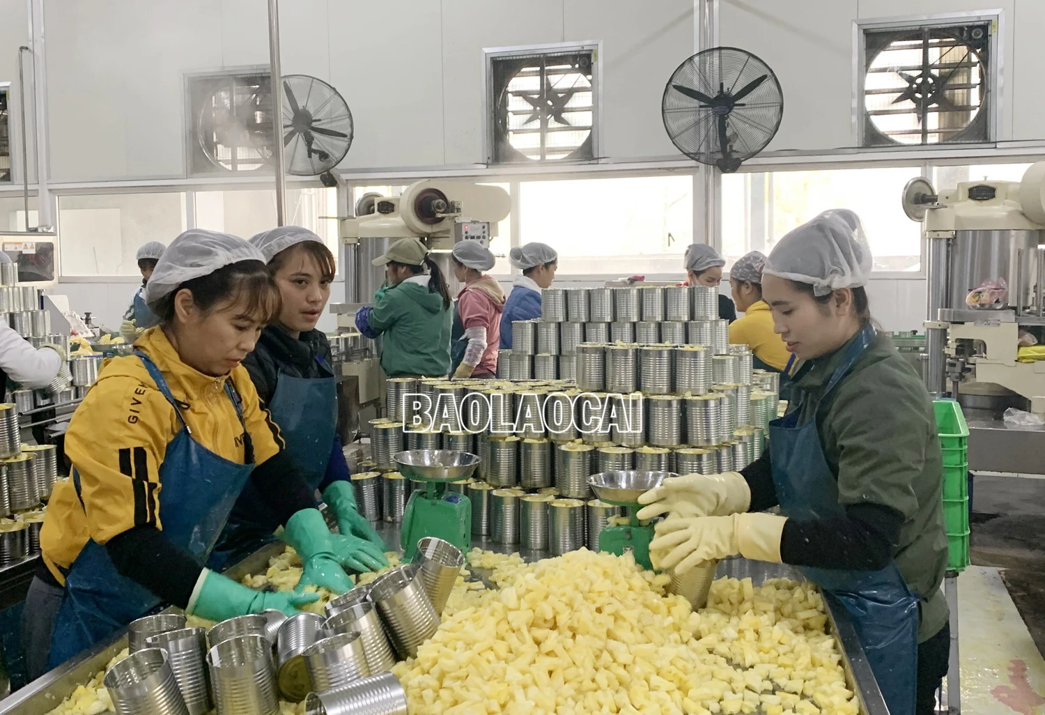 Mường Khương: 3 giải pháp để sản xuất và tiêu thụ quả dứa ảnh 2 Mường Khương: 3 giải pháp để sản xuất và tiêu thụ quả dứa ảnh 2