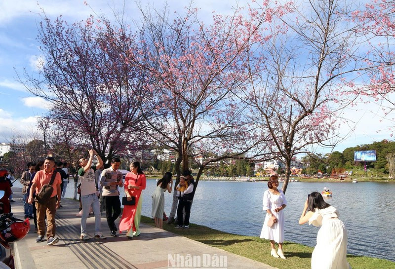 Nhịp điệu xuân phố núi ảnh 1 Du khách với hoa mai anh đào Đà Lạt ngày mùng 5 Tết.
