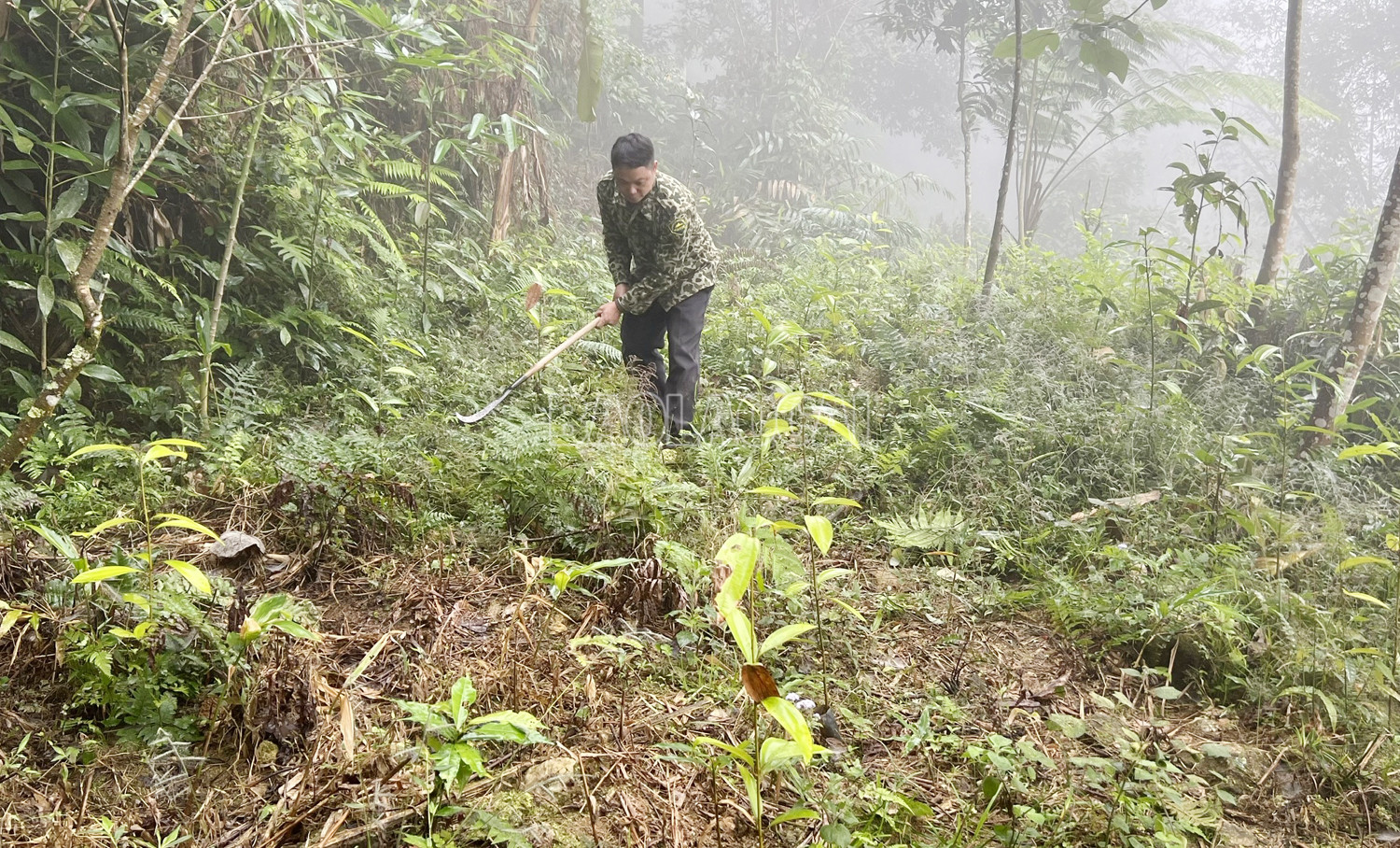Người dân chăm sóc cây quế. Người dân chăm sóc cây quế.