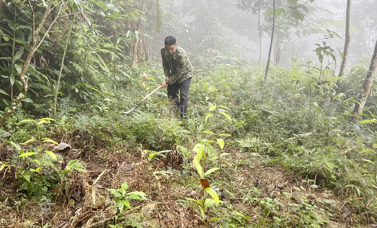 Người dân chăm sóc cây quế.