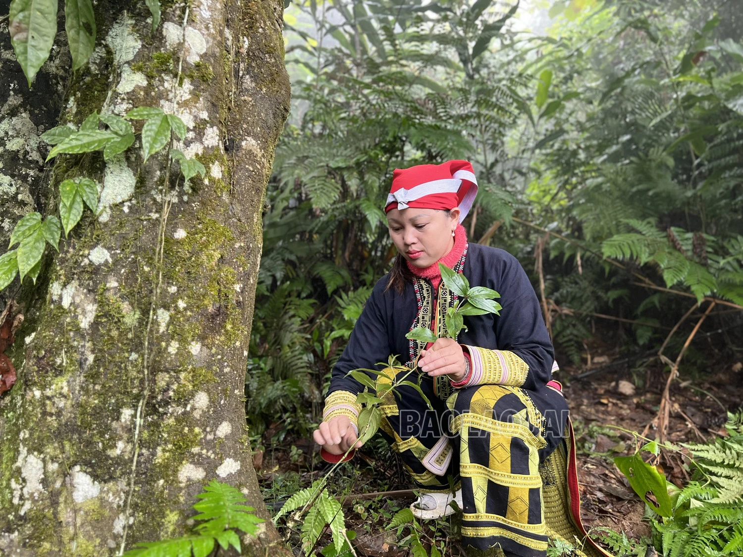 Xã Tòng Sành: Nhiều hướng đi giúp người dân nâng cao thu nhập ảnh 2