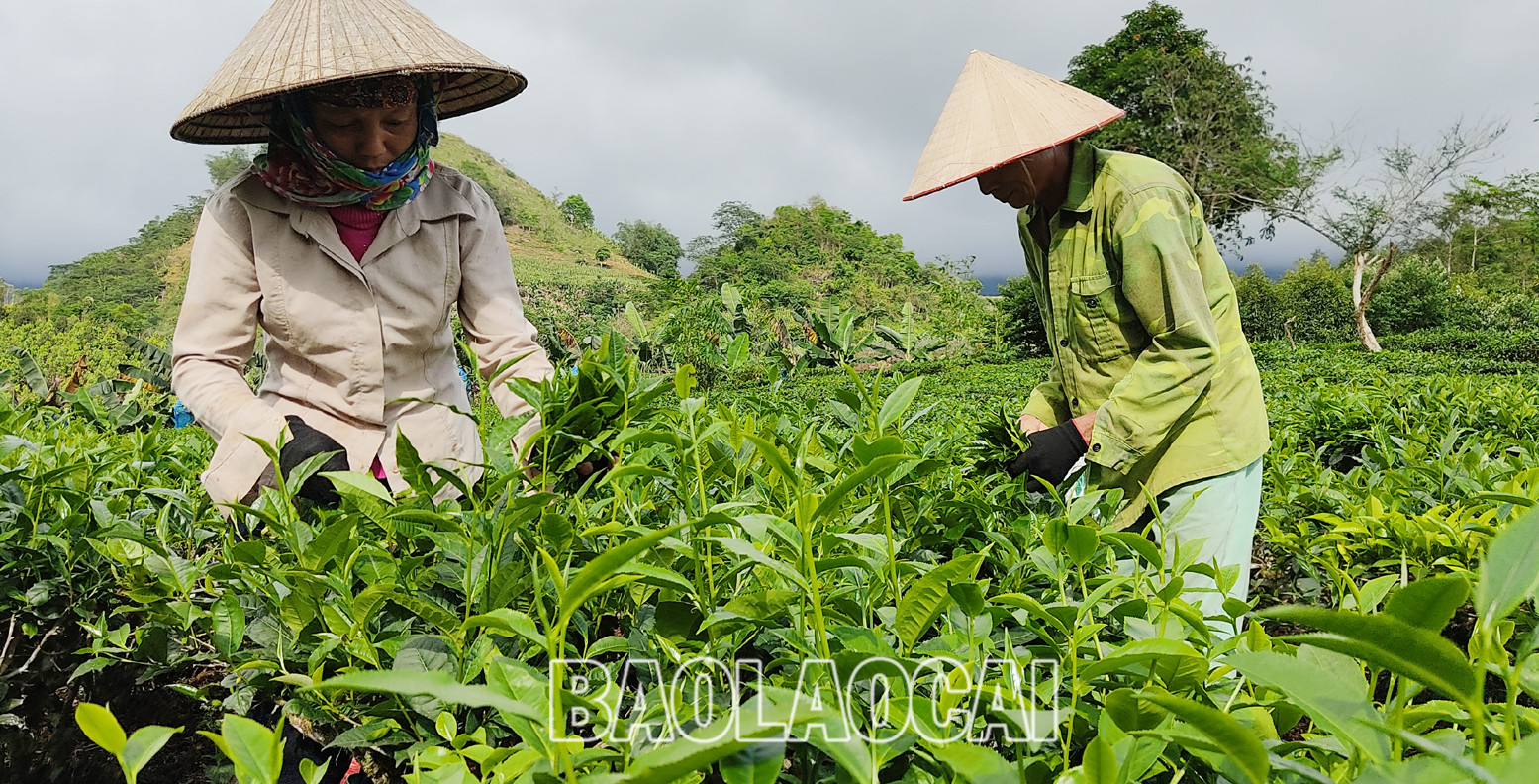 Huyện Mường Khương hiện có 4.941ha chè, trong đó chè kinh doanh 2.801 ha, chè kiến thiết cơ bản 2.140 ha. Cây chè phù hợp với điều kiện khí hậu, thổ nhưỡng ở địa phương và trình độ canh tác, xu thế của thị trường đối với sản phẩm nông nghiệp. Lứa chè xuân thu hoạch từ tháng 3 và kết thúc khoảng tuần đầu của tháng 4. Lứa chè xuân búp nhỏ hơn các lứa chè trong năm, nhưng giá bán cao hơn so với chè chính vụ. Giá chè búp tươi vụ xuân hiện 8.000 - 10.000 đồng/kg, cao hơn vụ chè xuân năm trước (cao hơn 1.000 - 2.000 đồng). Sản phẩm chè xuân có hương vị đậm đà, hương thơm, khiến người uống trà mong đợi nhất. Những đồi chè ngút ngàn tầm mắt, được chăm sóc xanh tươi tạo nên bức tranh tươi đẹp, trù phú. Những búp chè xuân tươi mơn mởn . Người trồng chè ở Mường Khương đổi công thu hoạch chè vụ xuân. Chè sau khi thu hoạch được đóng bao đưa đến nhà máy. Ngay sau khi thu hái lứa chè xuân, người dân chăm sóc cho lứa chè chính trong năm đạt năng suất và chất lượng cao. Huyện Mường Khương hiện có 4.941ha chè, trong đó chè kinh doanh 2.801 ha, chè kiến thiết cơ bản 2.140 ha. Cây chè phù hợp với điều kiện khí hậu, thổ nhưỡng ở địa phương và trình độ canh tác, xu thế của thị trường đối với sản phẩm nông nghiệp. Lứa chè xuân thu hoạch từ tháng 3 và kết thúc khoảng tuần đầu của tháng 4. Lứa chè xuân búp nhỏ hơn các lứa chè trong năm, nhưng giá bán cao hơn so với chè chính vụ. Giá chè búp tươi vụ xuân hiện 8.000 - 10.000 đồng/kg, cao hơn vụ chè xuân năm trước (cao hơn 1.000 - 2.000 đồng). Sản phẩm chè xuân có hương vị đậm đà, hương thơm, khiến người uống trà mong đợi nhất. Những đồi chè ngút ngàn tầm mắt, được chăm sóc xanh tươi tạo nên bức tranh tươi đẹp, trù phú. Những búp chè xuân tươi mơn mởn . Người trồng chè ở Mường Khương đổi công thu hoạch chè vụ xuân. Chè sau khi thu hoạch được đóng bao đưa đến nhà máy. Ngay sau khi thu hái lứa chè xuân, người dân chăm sóc cho lứa chè chính trong năm đạt năng suất và chất lượng cao.