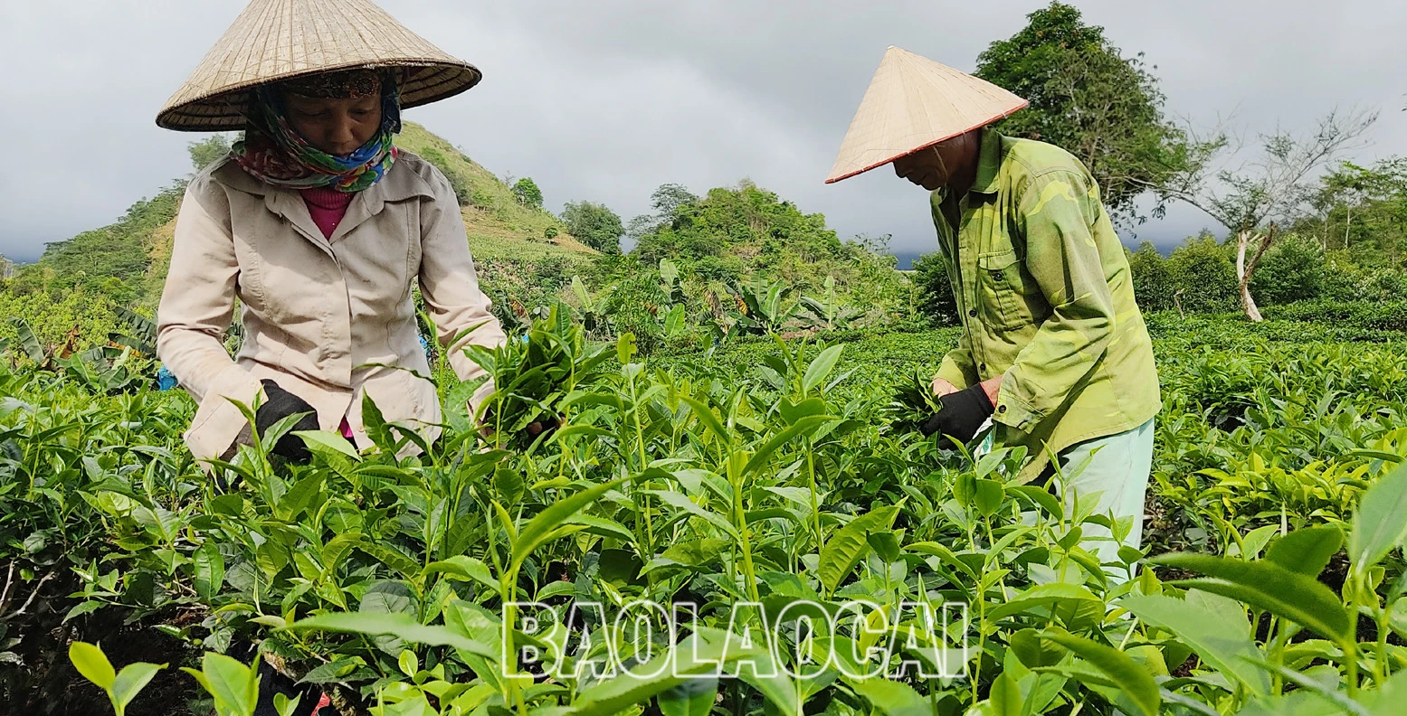 Huyện Mường Khương hiện có 4.941ha chè, trong đó chè kinh doanh 2.801 ha, chè kiến thiết cơ bản 2.140 ha. Cây chè phù hợp với điều kiện khí hậu, thổ nhưỡng ở địa phương và trình độ canh tác, xu thế của thị trường đối với sản phẩm nông nghiệp. Lứa chè xuân thu hoạch từ tháng 3 và kết thúc khoảng tuần đầu của tháng 4. Lứa chè xuân búp nhỏ hơn các lứa chè trong năm, nhưng giá bán cao hơn so với chè chính vụ. Giá chè búp tươi vụ xuân hiện 8.000 - 10.000 đồng/kg, cao hơn vụ chè xuân năm trước (cao hơn 1.000 - 2.000 đồng). Sản phẩm chè xuân có hương vị đậm đà, hương thơm, khiến người uống trà mong đợi nhất. Những đồi chè ngút ngàn tầm mắt, được chăm sóc xanh tươi tạo nên bức tranh tươi đẹp, trù phú. Những búp chè xuân tươi mơn mởn . Người trồng chè ở Mường Khương đổi công thu hoạch chè vụ xuân. Chè sau khi thu hoạch được đóng bao đưa đến nhà máy. Ngay sau khi thu hái lứa chè xuân, người dân chăm sóc cho lứa chè chính trong năm đạt năng suất và chất lượng cao.