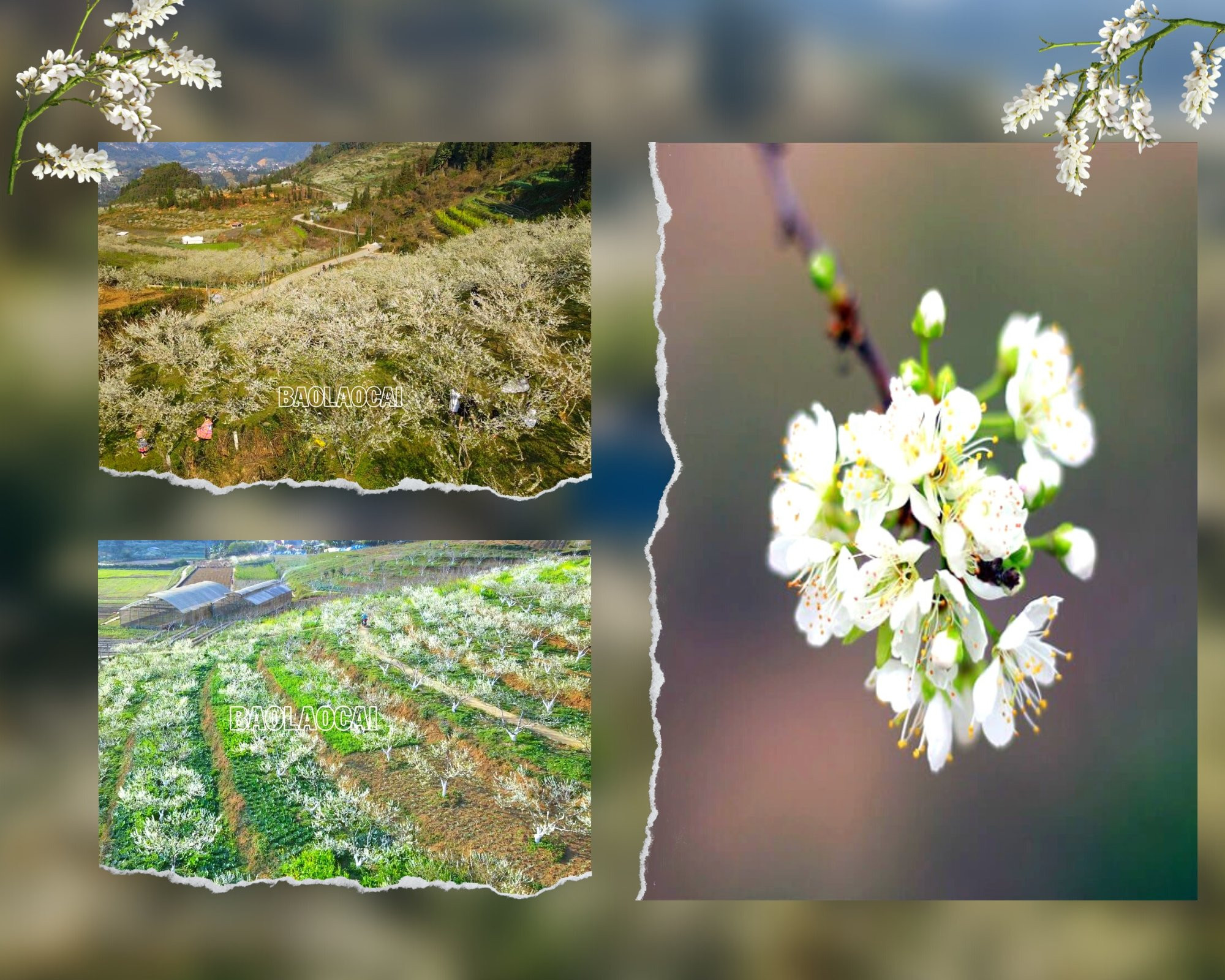 Bắc Hà mùa hoa mận nở tạo nên bức tranh phong cảnh thiên nhiên tuyệt đẹp. Ảnh: Dương Toản Hoa mận bên những nóc nhà của đồng bào người Mông. Trên cao nguyên Bắc Hà hoa mận nở nhiều ở thung lũng Tà Chải, Lầu Thí Ngài và trên vùng cao Bản Phố, Tả Van Chư… Thiếu nữ vùng cao du xuân mùa hoa mận nở. Sắc hoa tinh khôi phủ trắng núi rừng. Vẻ đẹp tinh khôi của hoa mận thu hút hàng nghìn lượt du khách đến chiêm ngưỡng.