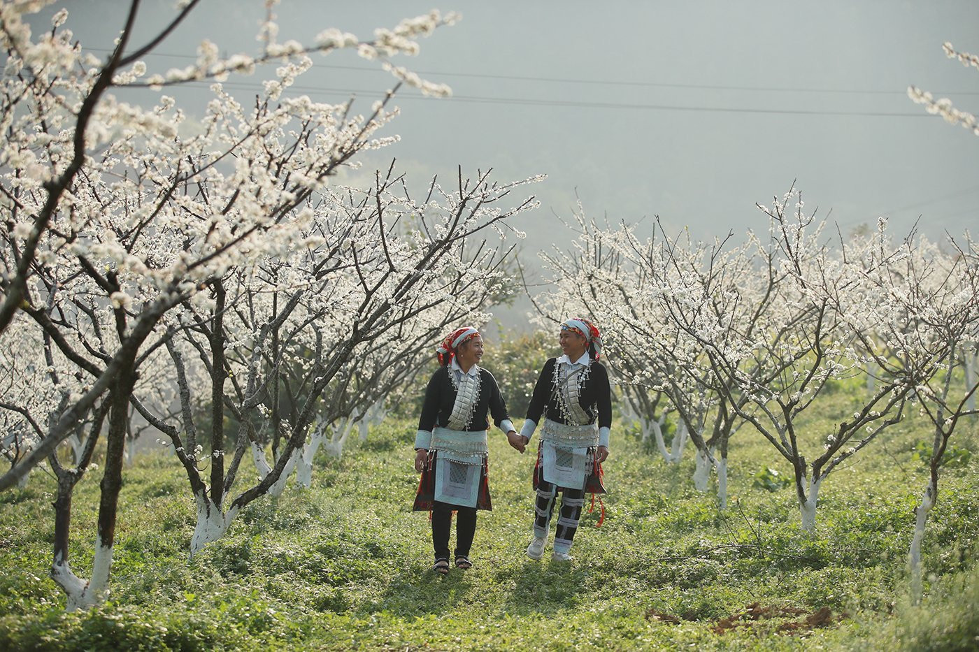 Du khách thích thú ngắm hoa mận trắng Bắc Hà ảnh 9 Du khách thích thú ngắm hoa mận trắng Bắc Hà ảnh 9