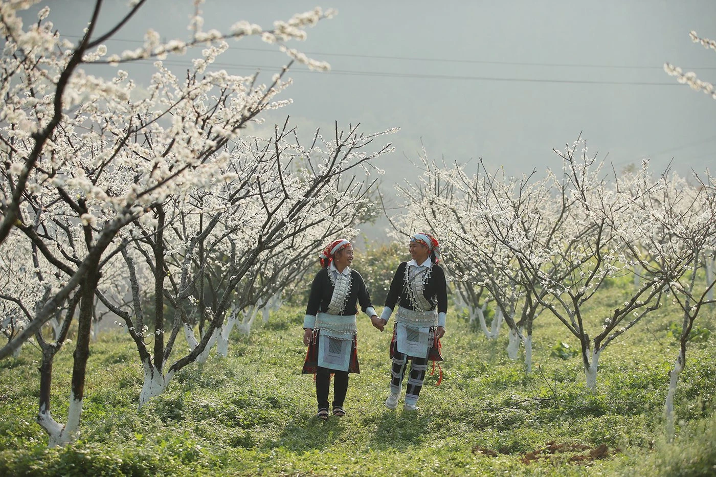 Du khách thích thú ngắm hoa mận trắng Bắc Hà ảnh 9