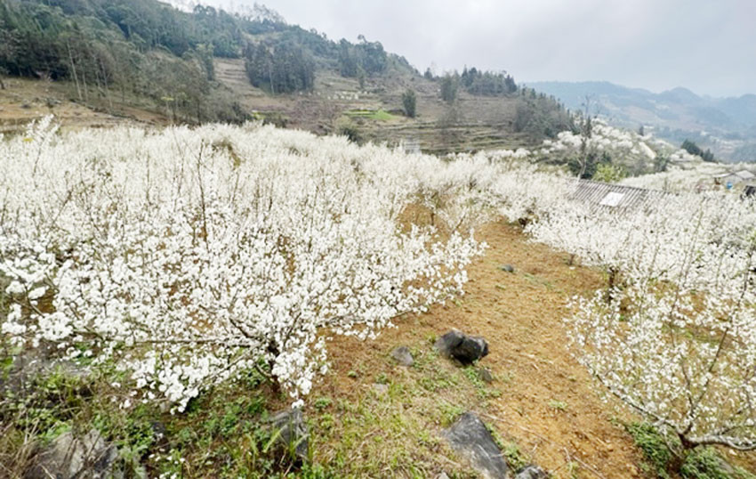 Hoa mận phủ trắng các sườn đồi. Hoa mận phủ trắng các sườn đồi.