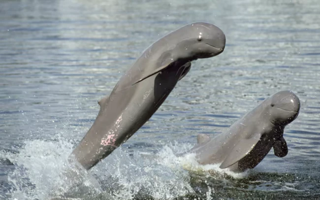 Cá heo Irrawaddy được nuôi ở Thái Lan.
