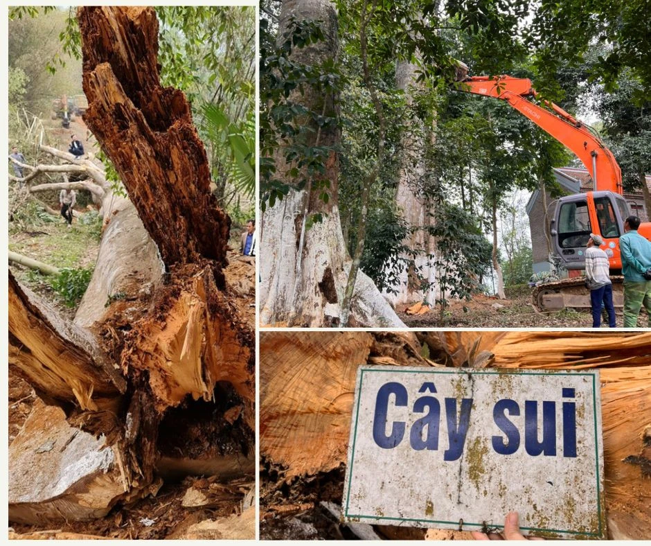 Hạ giải – đưa cây Sui di sản từ đền Ken về Bảo tàng tỉnh trưng bày ảnh 2