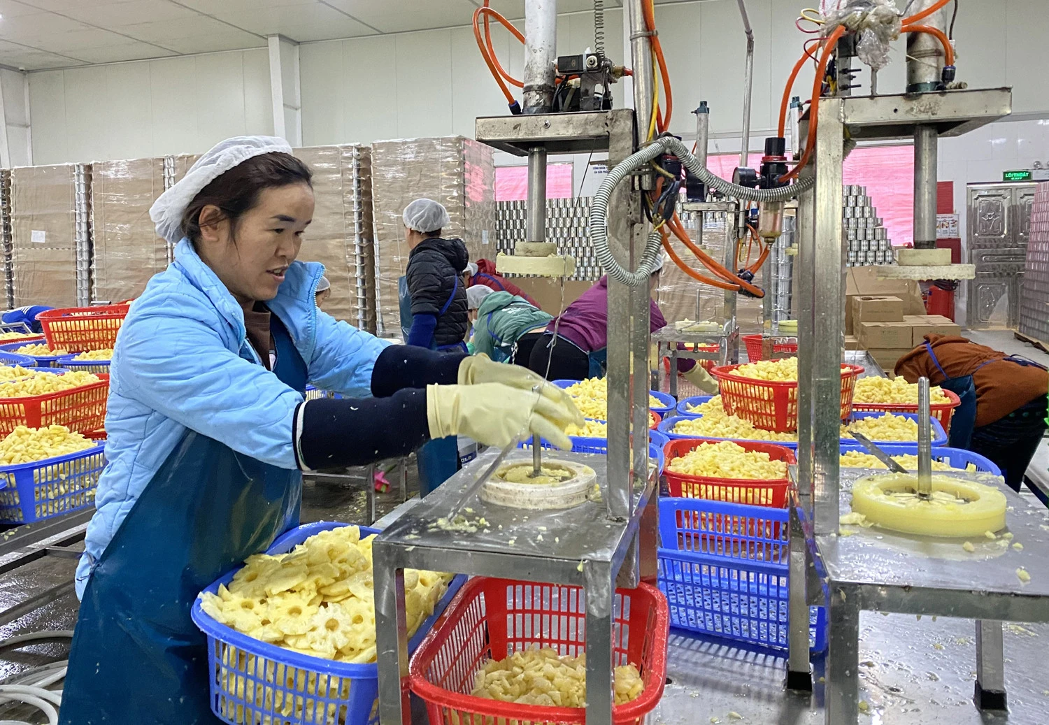 Nông dân "thủ phủ" dứa như "ngồi trên đống lửa" ảnh 4