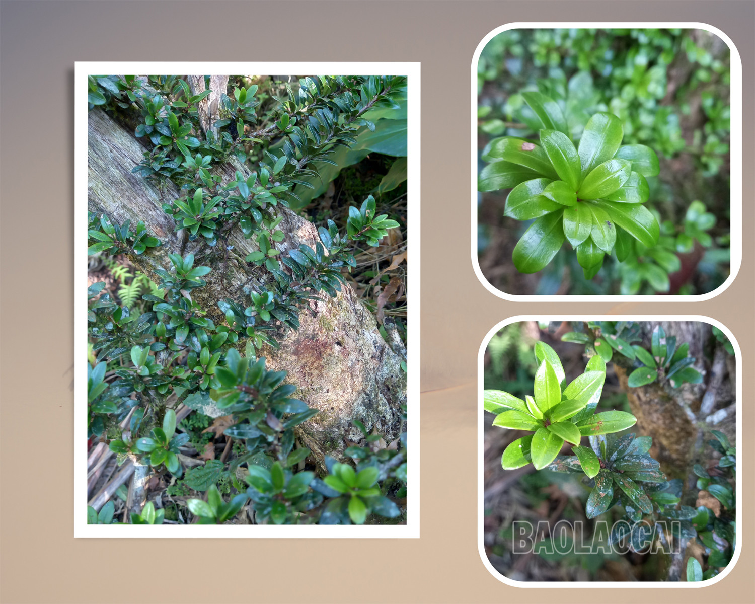 Đặc điểm nhận dạng cây thông tre lá ngắn. Đặc điểm nhận dạng cây thông tre lá ngắn.