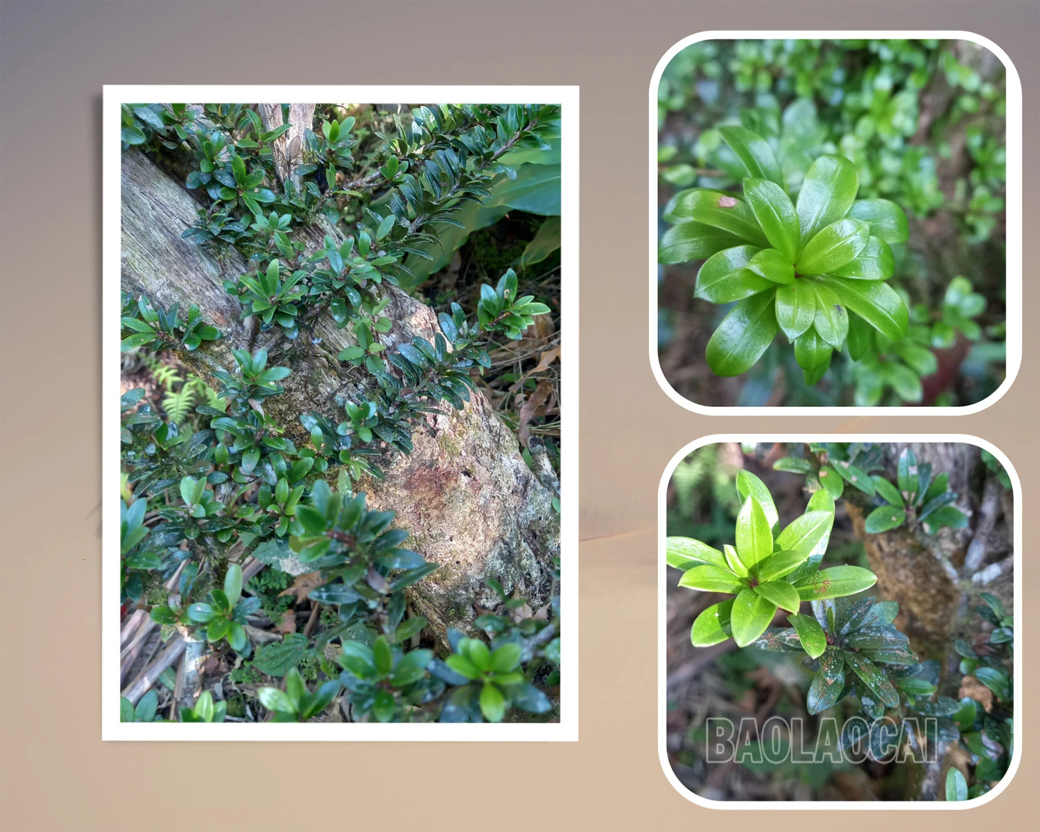 Đặc điểm nhận dạng cây thông tre lá ngắn.