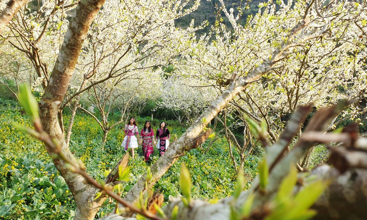 Du khách thích thú ngắm hoa mận trắng Bắc Hà ảnh 6
