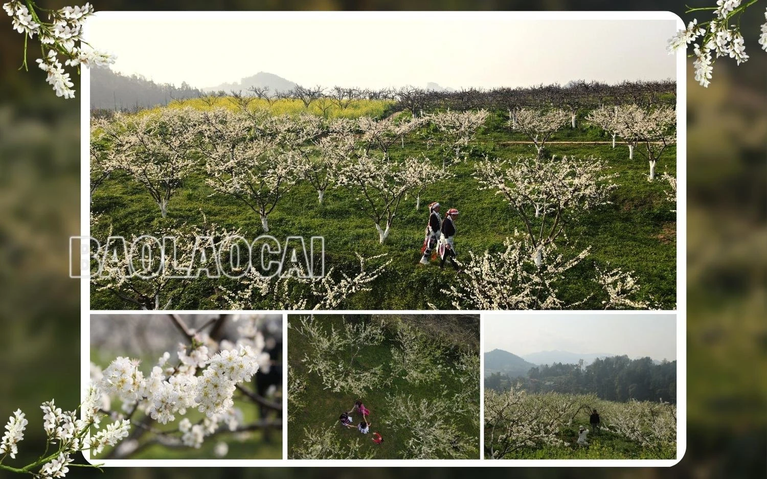 Du khách thích thú ngắm hoa mận trắng Bắc Hà ảnh 3