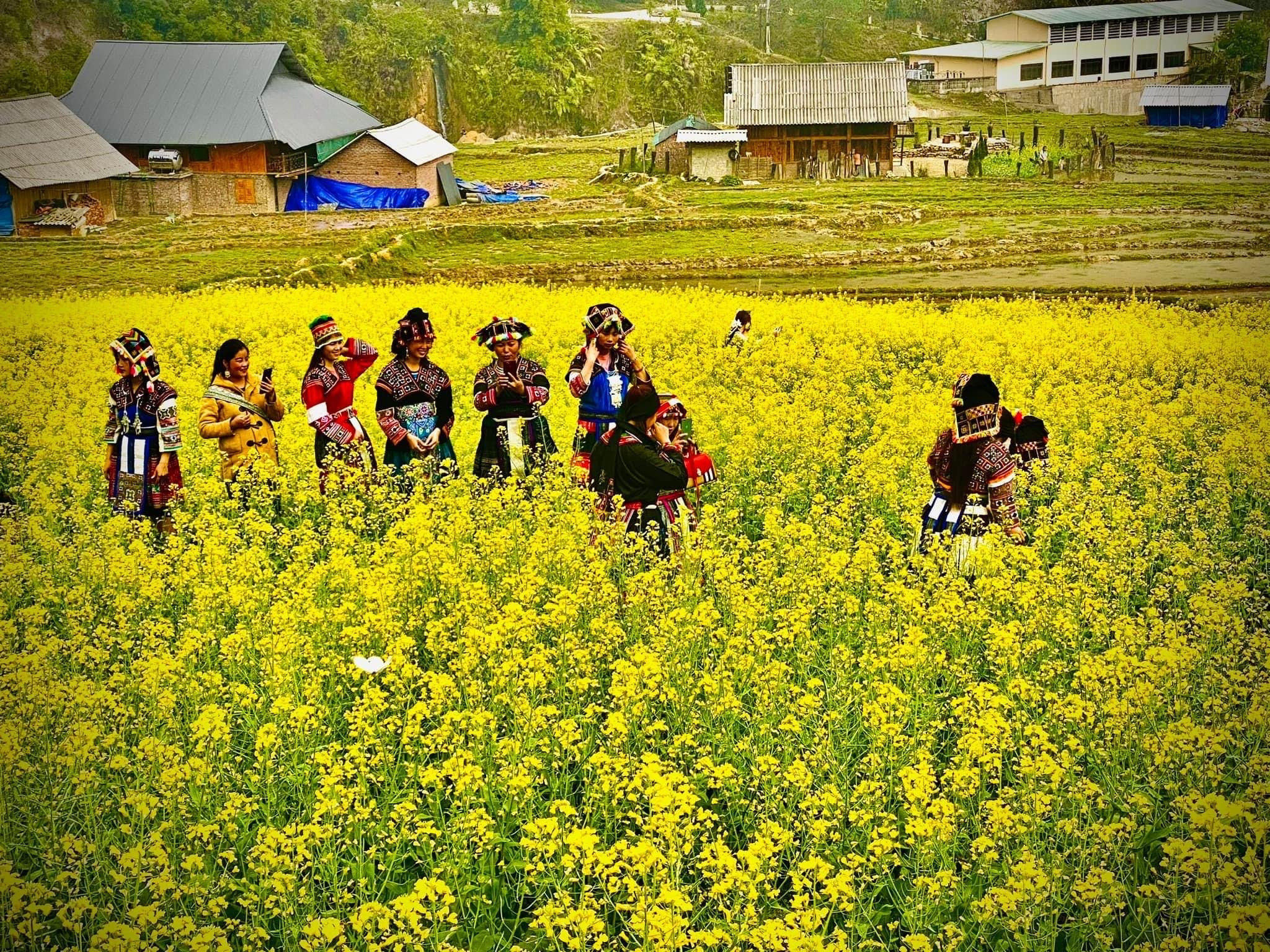 Thị xã Sa Pa mở rộng diện tích trồng cây cải dầu gắn với bảo tồn di sản quốc gia ruộng bậc thang ảnh 1 Thị xã Sa Pa mở rộng diện tích trồng cây cải dầu gắn với bảo tồn di sản quốc gia ruộng bậc thang ảnh 1