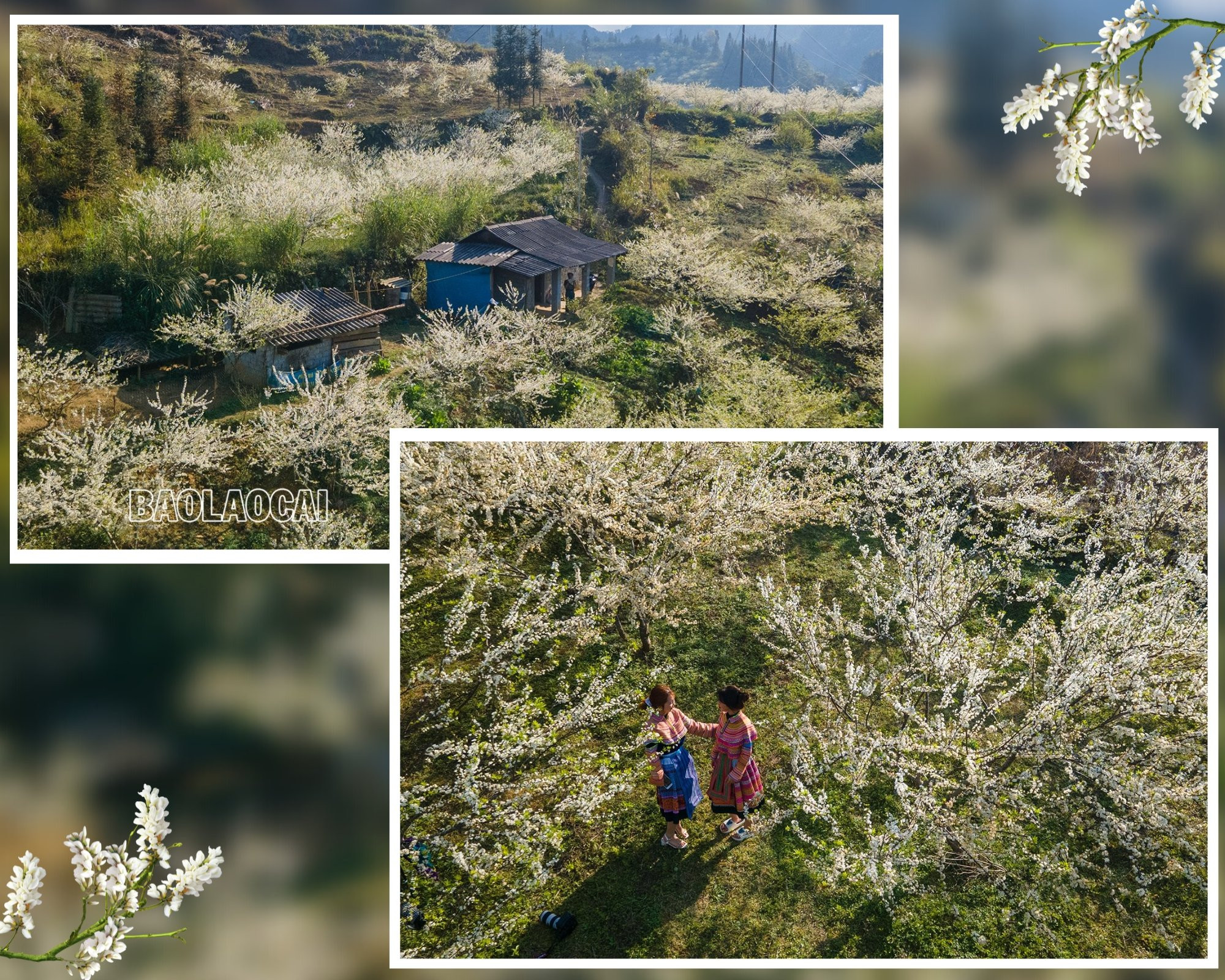 Bắc Hà mùa hoa mận nở tạo nên bức tranh phong cảnh thiên nhiên tuyệt đẹp. Ảnh: Dương Toản Hoa mận bên những nóc nhà của đồng bào người Mông. Trên cao nguyên Bắc Hà hoa mận nở nhiều ở thung lũng Tà Chải, Lầu Thí Ngài và trên vùng cao Bản Phố, Tả Van Chư… Thiếu nữ vùng cao du xuân mùa hoa mận nở. Sắc hoa tinh khôi phủ trắng núi rừng. Vẻ đẹp tinh khôi của hoa mận thu hút hàng nghìn lượt du khách đến chiêm ngưỡng.