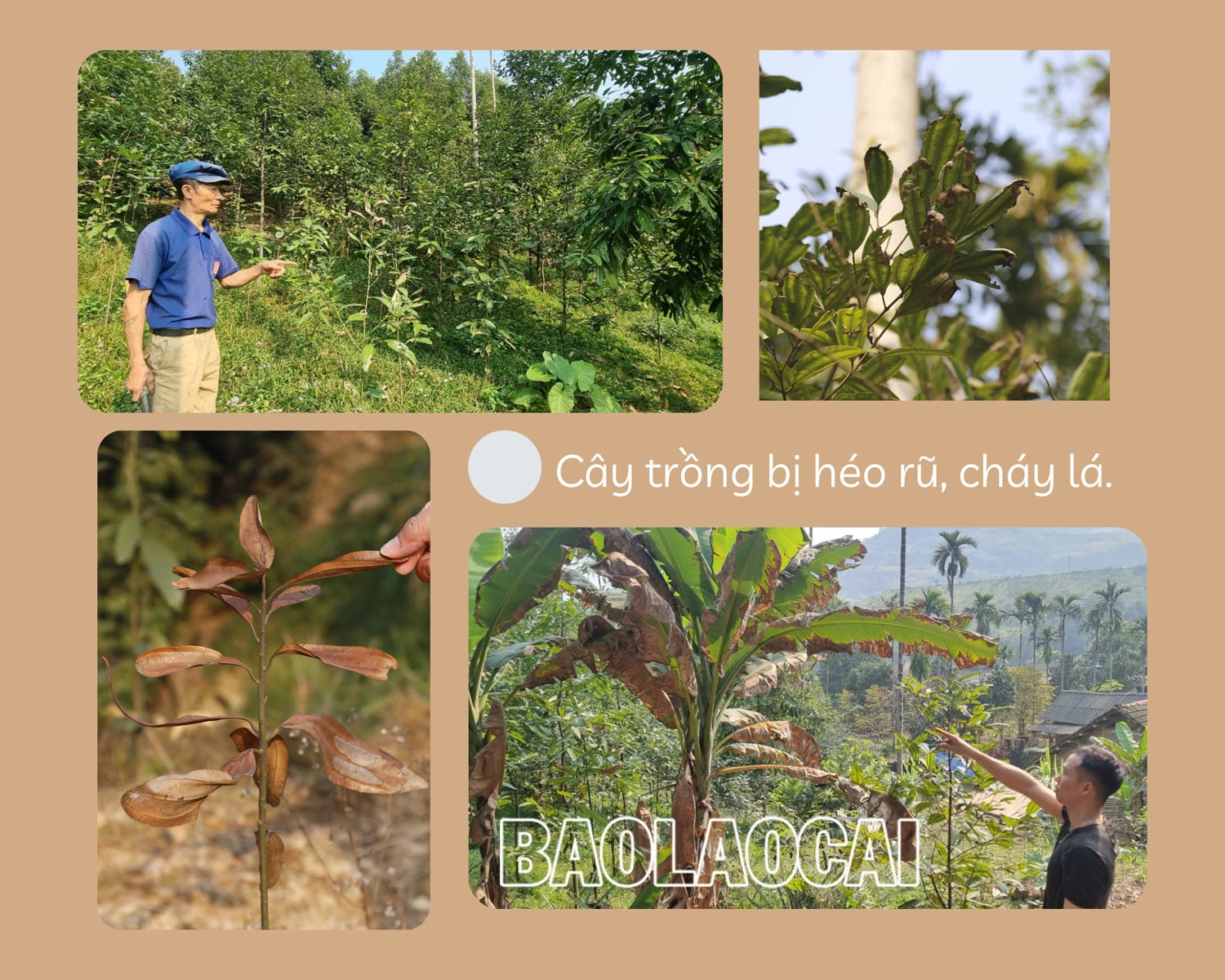 Bảo Thắng: Nhiều diện tích cây trồng héo, táp lá chưa rõ nguyên nhân ảnh 2