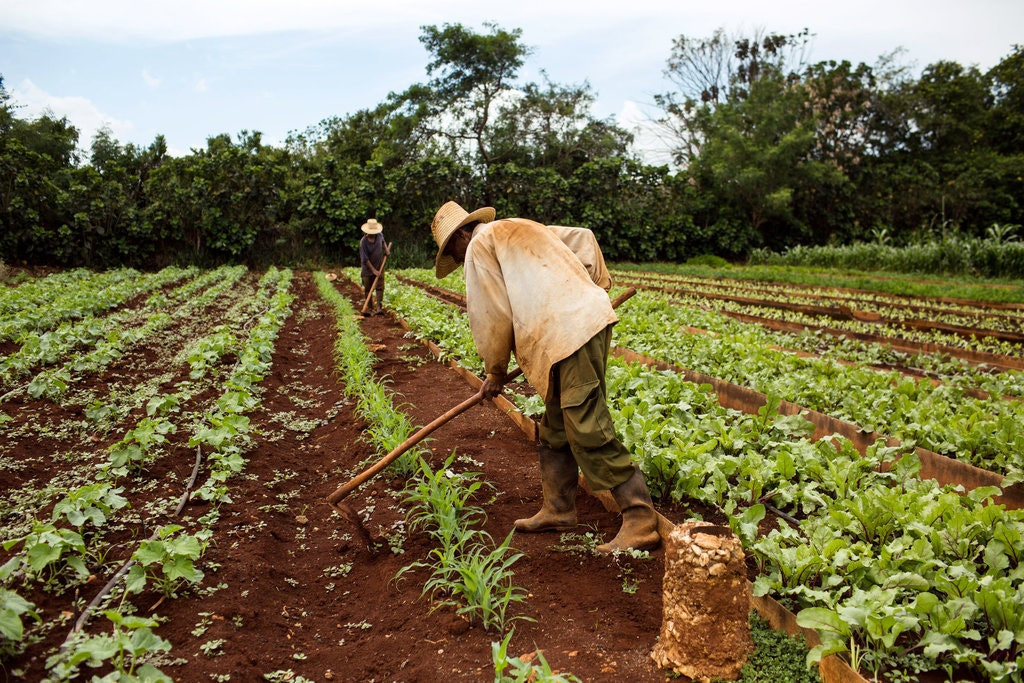 Trên 400.000 người ở Cuba bị ảnh hưởng bởi hạn hán nghiêm trọng ảnh 1 Trên 400.000 người ở Cuba bị ảnh hưởng bởi hạn hán nghiêm trọng ảnh 1