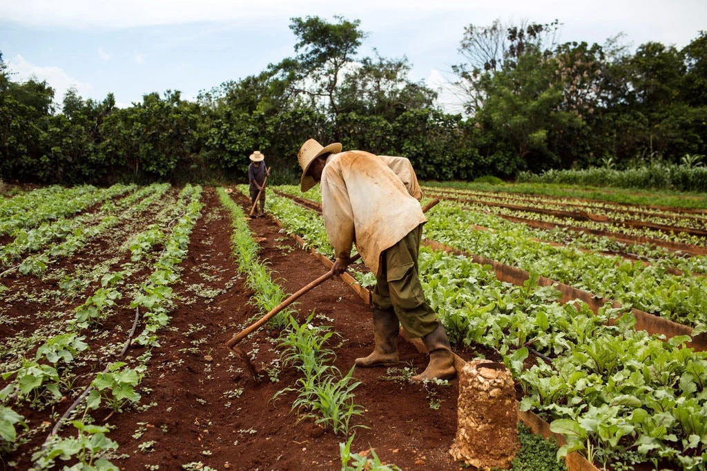 Trên 400.000 người ở Cuba bị ảnh hưởng bởi hạn hán nghiêm trọng ảnh 1