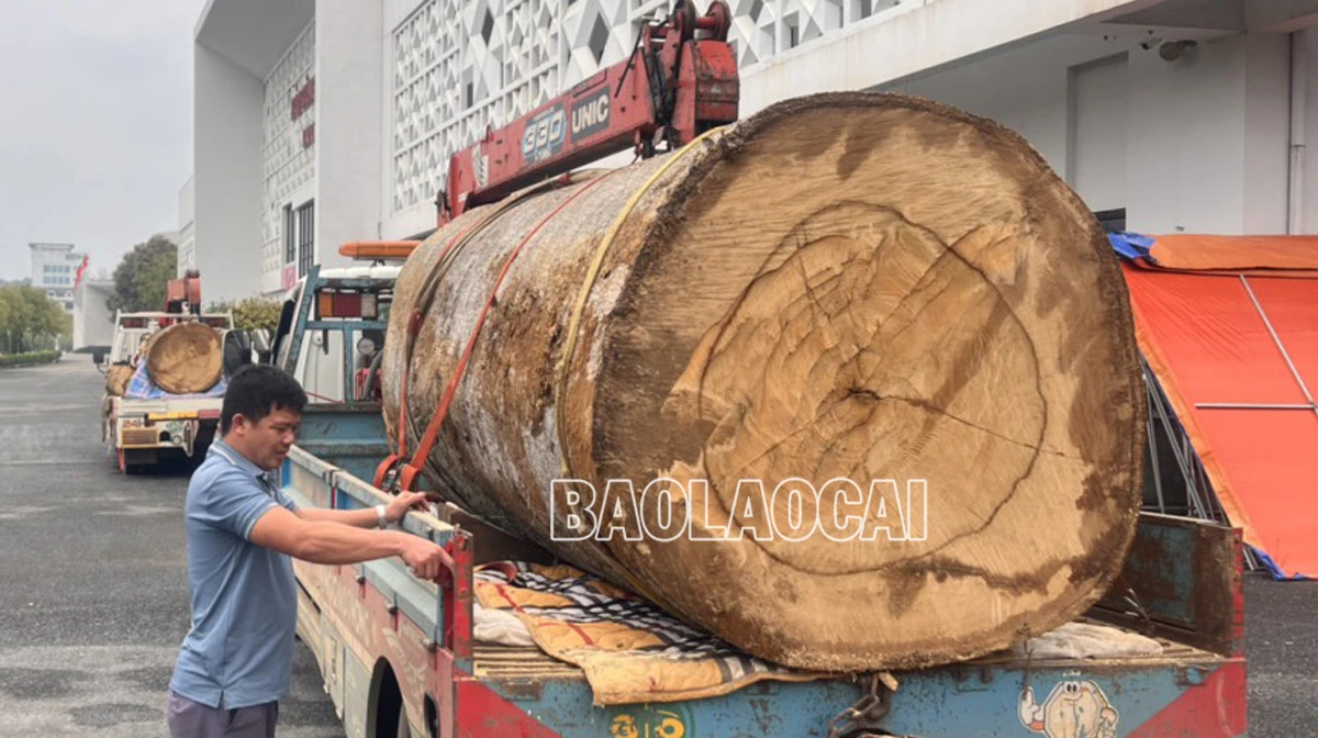 Hạ giải – đưa cây Sui di sản từ đền Ken về Bảo tàng tỉnh trưng bày ảnh 1