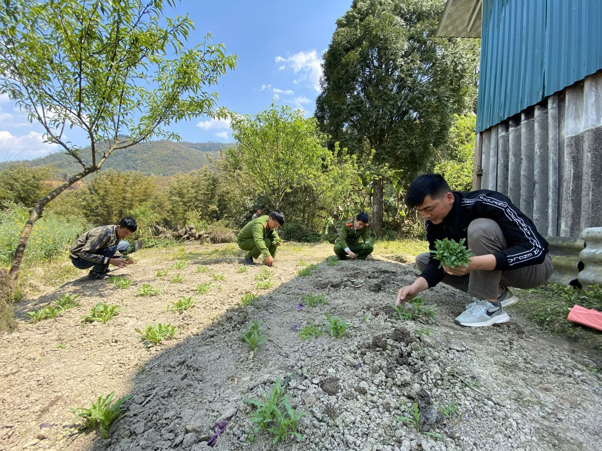 Lực lượng chức năng tiến hành nhổ cây thuốc phiện trồng trái phép. Lực lượng chức năng tiến hành nhổ cây thuốc phiện trồng trái phép.