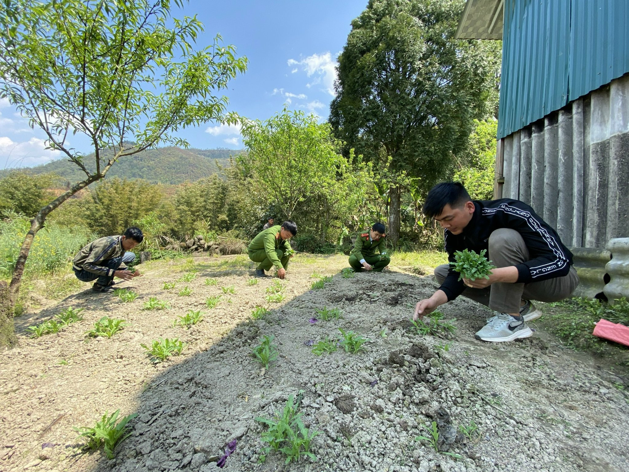 Lực lượng chức năng tiến hành nhổ cây thuốc phiện trồng trái phép. Lực lượng chức năng tiến hành nhổ cây thuốc phiện trồng trái phép.