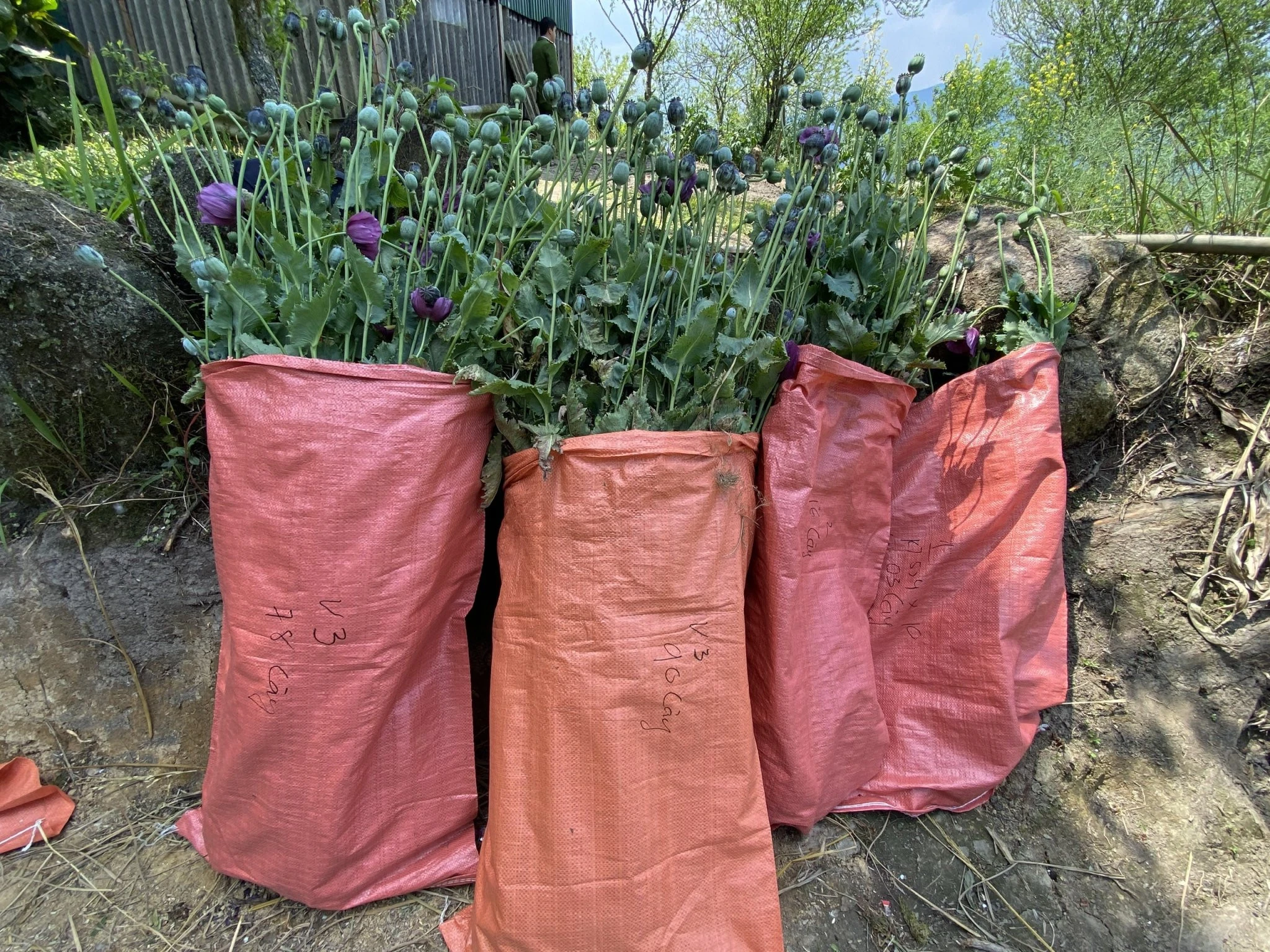 Số cây thuốc phiện bị thu giữ.