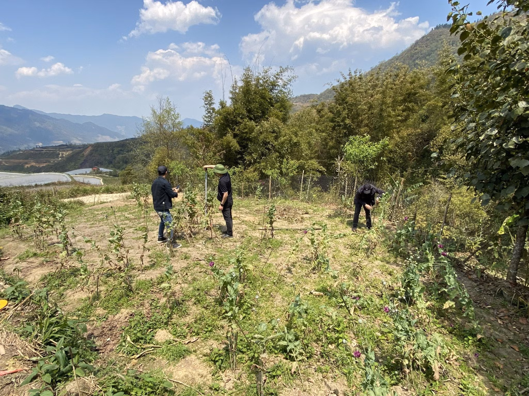 Khu vực vườn trồng trái phép gần 2.000 cây thuốc phiện của đối tượng Má Thị Phính. Khu vực vườn trồng trái phép gần 2.000 cây thuốc phiện của đối tượng Má Thị Phính.