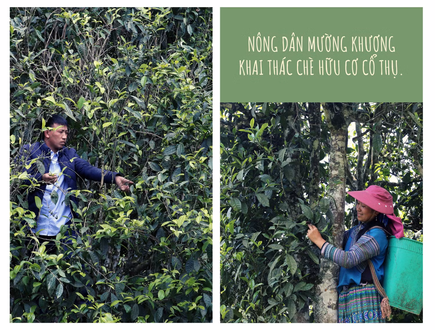 Phấn đấu đưa Lào Cai thành tỉnh đứng đầu về nông nghiệp hữu cơ ảnh 3