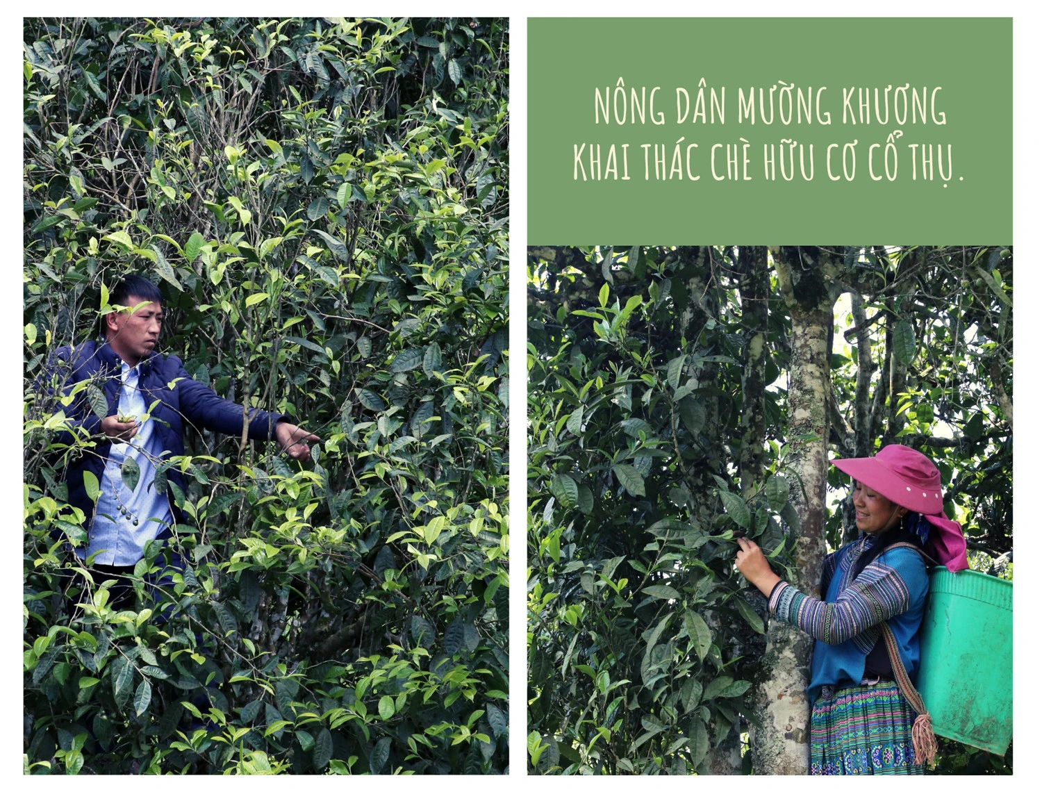 Phấn đấu đưa Lào Cai thành tỉnh đứng đầu về nông nghiệp hữu cơ ảnh 3