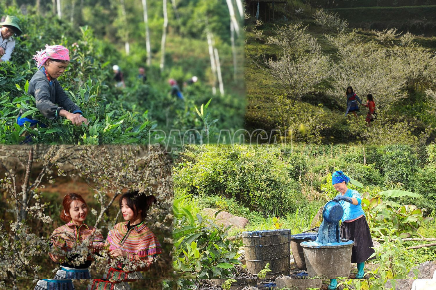 Xây dựng Bắc Hà trở thành khu du lịch đặc sắc của tỉnh ảnh 4